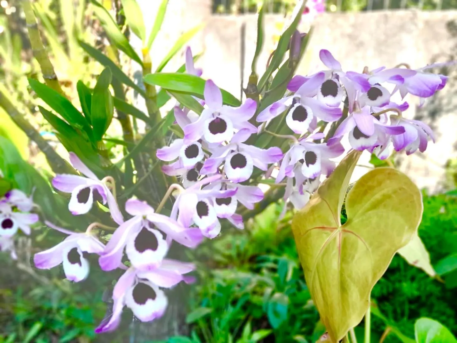 Recanto das Bromélias Chalés