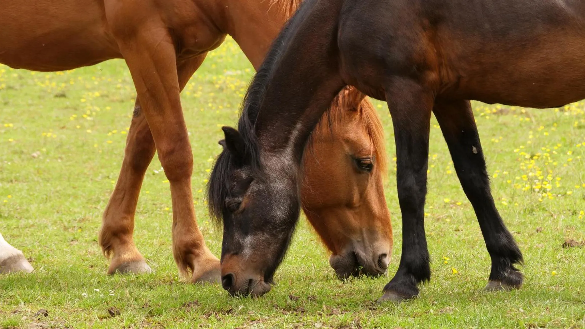 Brambling Fields B&B and Cottages