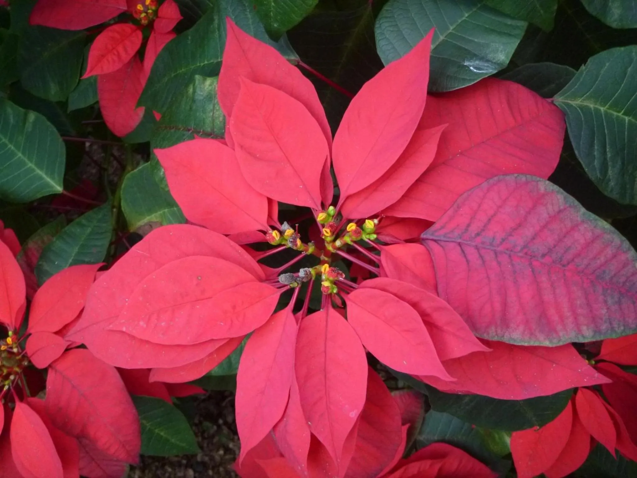 Garden in Licuala Lodge