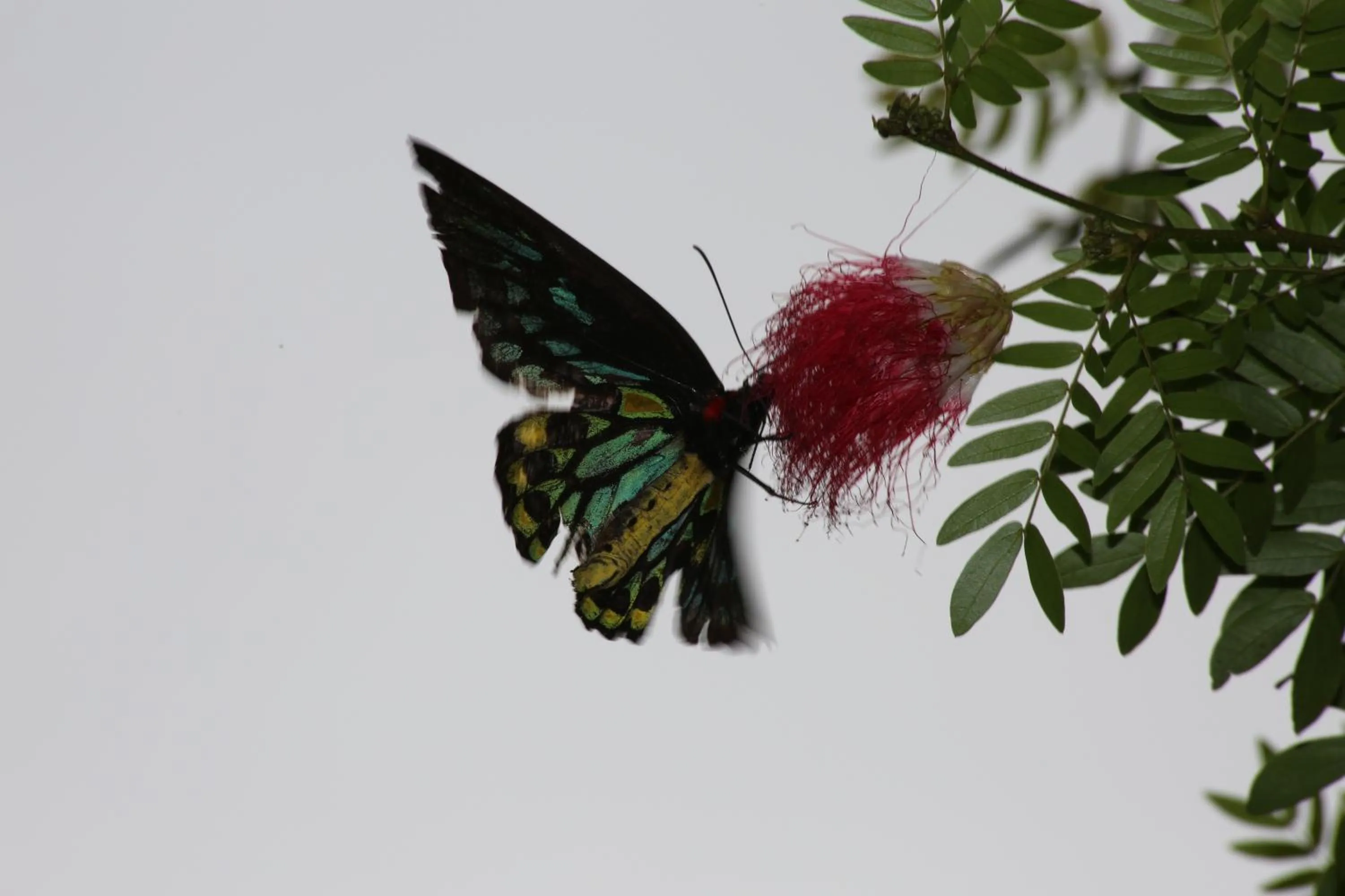 Animals in Licuala Lodge