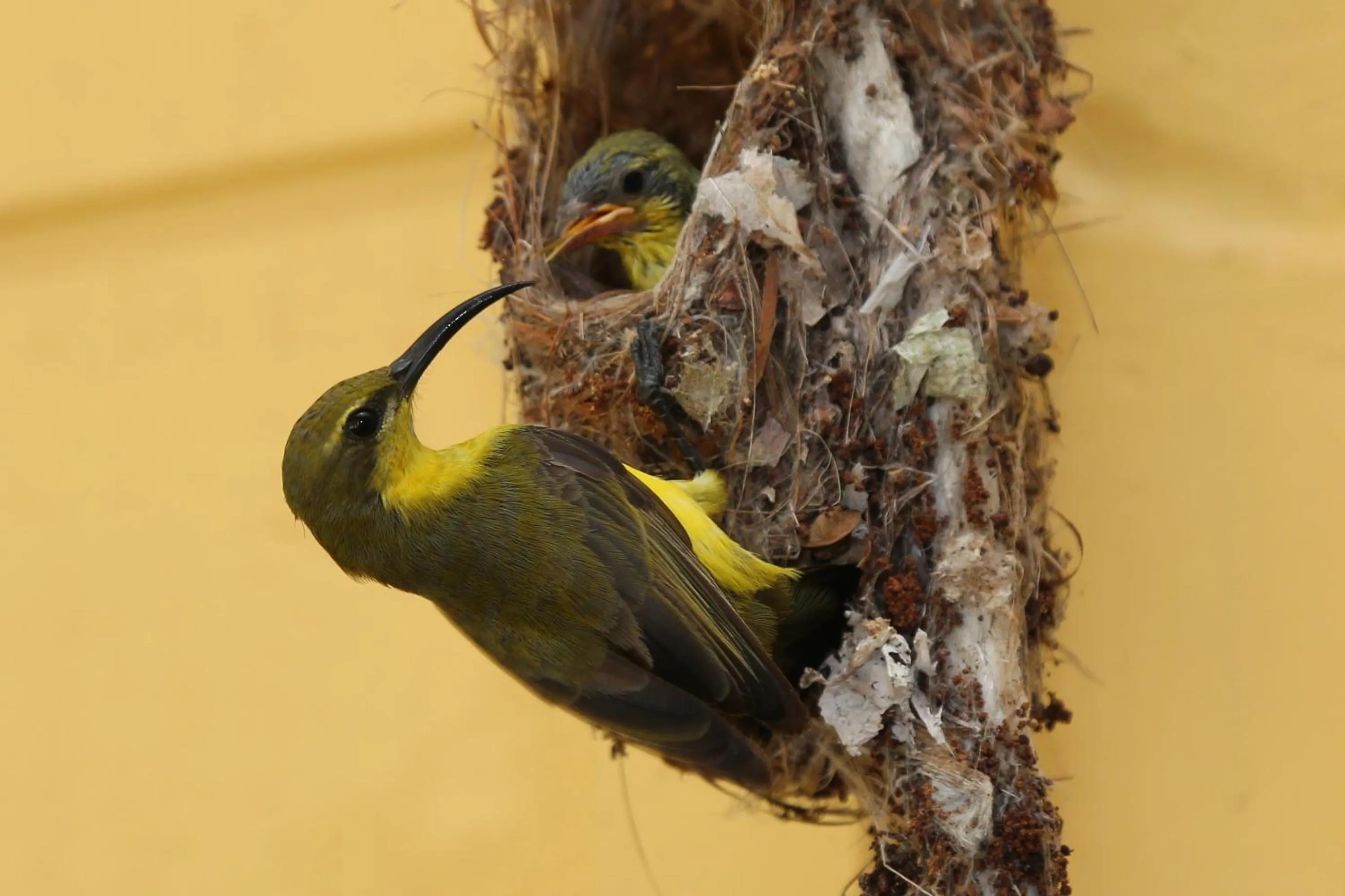 Animals in Licuala Lodge