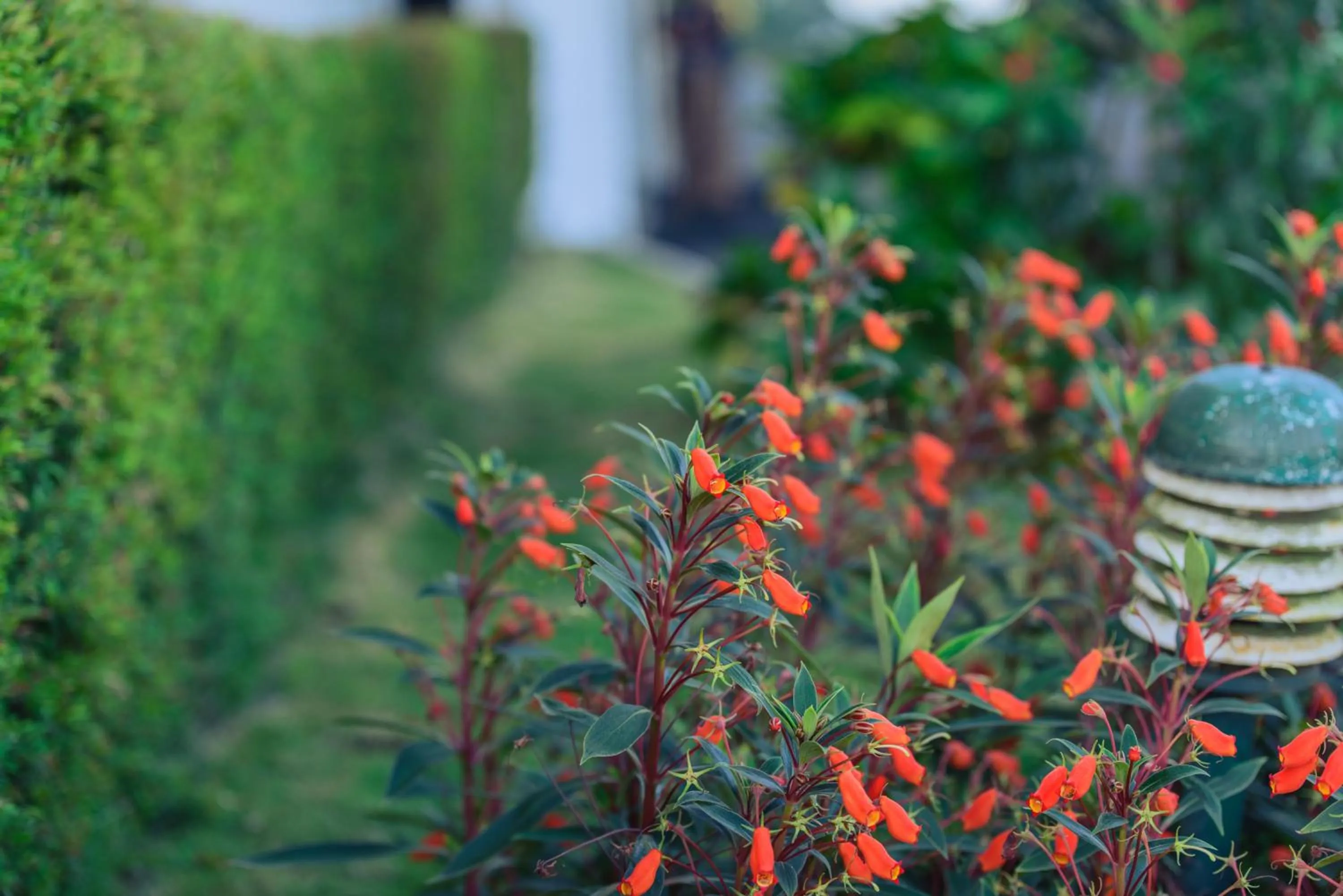 Garden view in Hotel Topaz