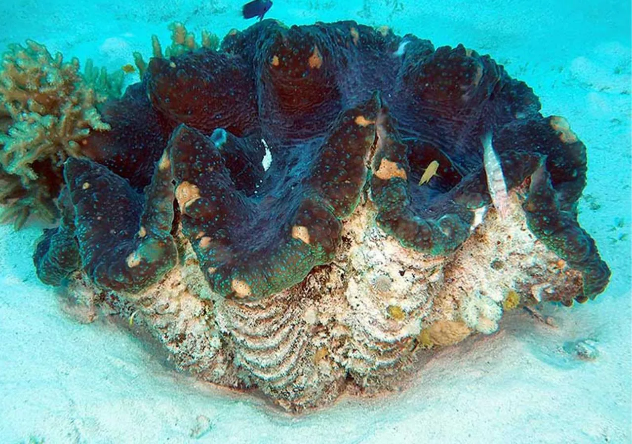 Snorkeling in Ao Cho Grandview Hideaway Resort