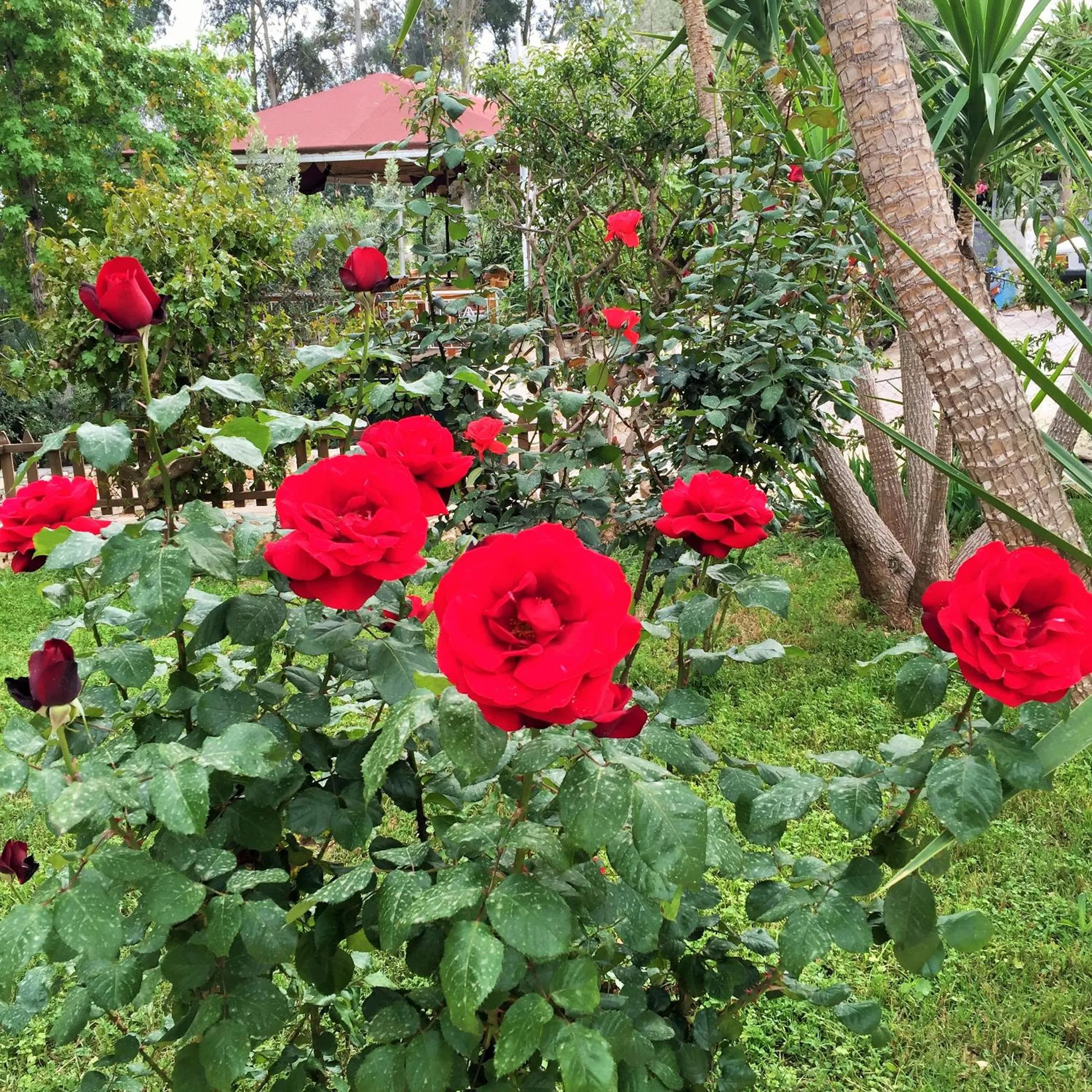 Other in Dardanos Hotel