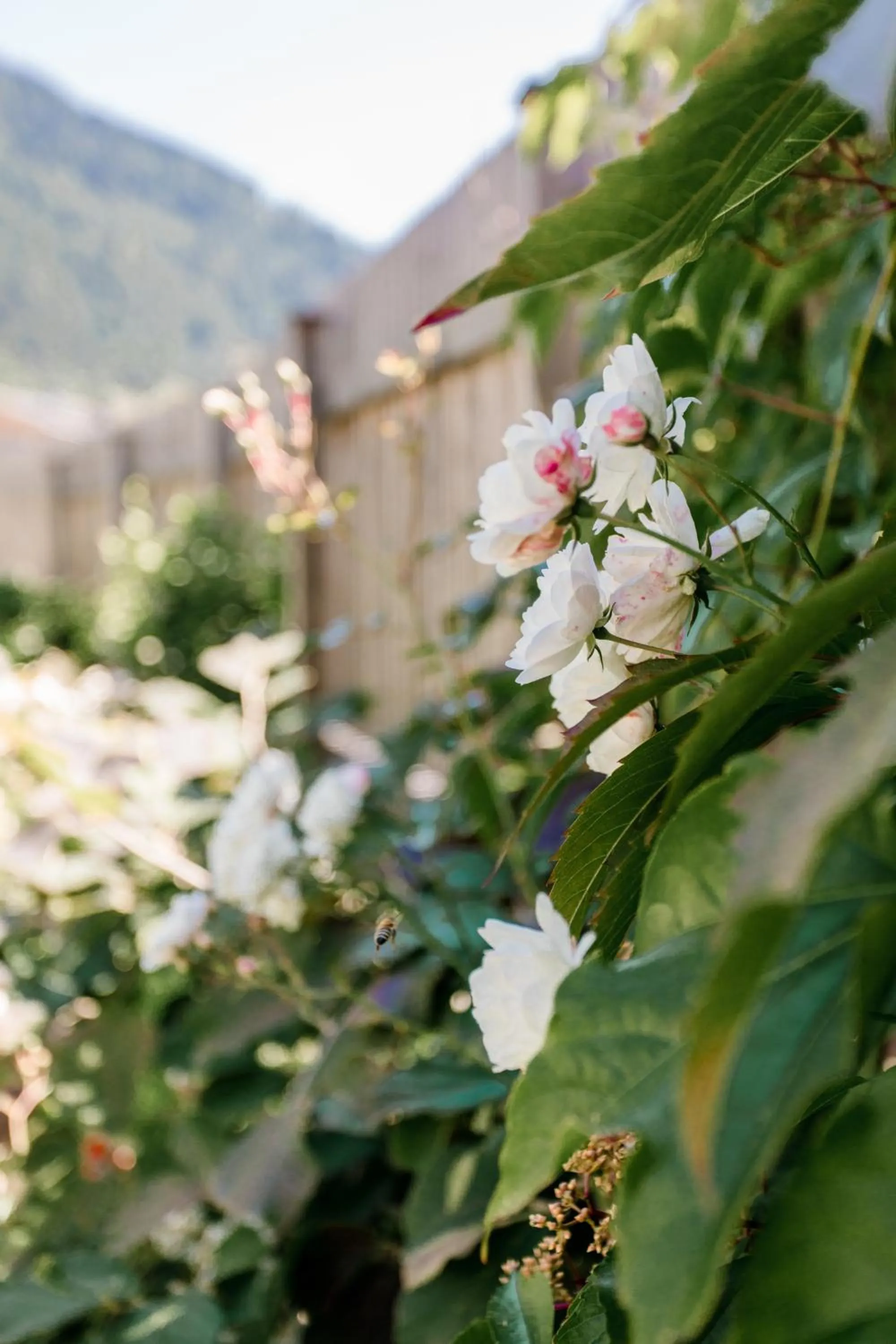 Garden view in Hotel Metzgerwirt