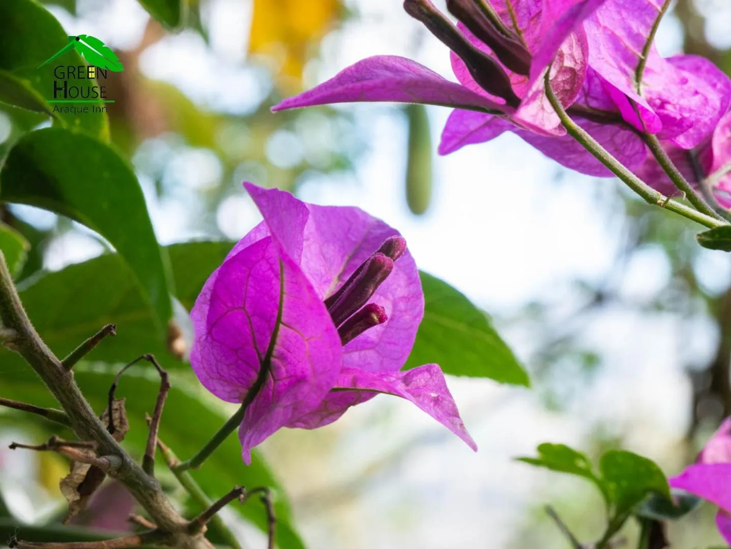 Bird's eye view in Green House Araque Inn