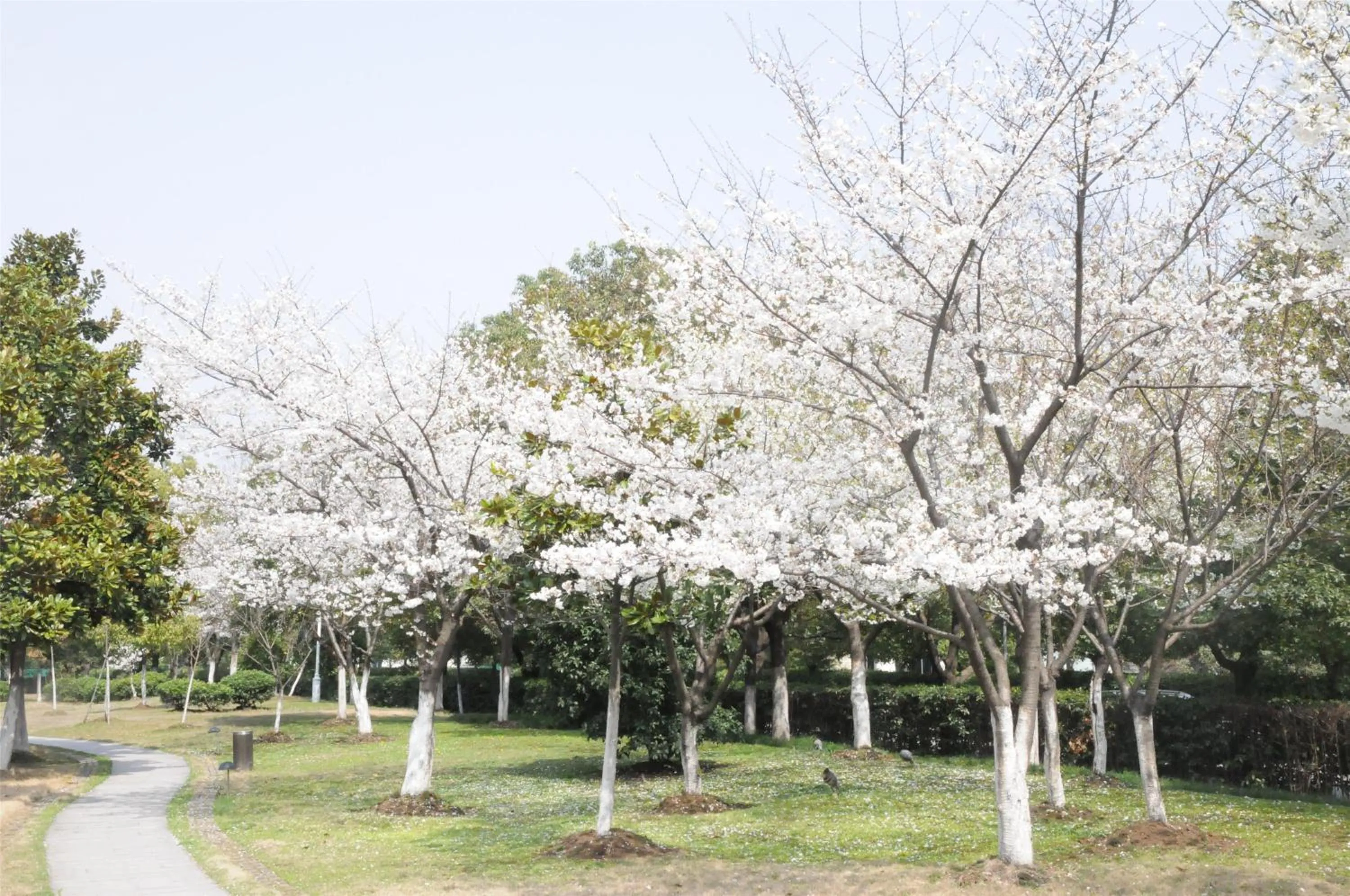 Spring in Jinling Resort Nanjing