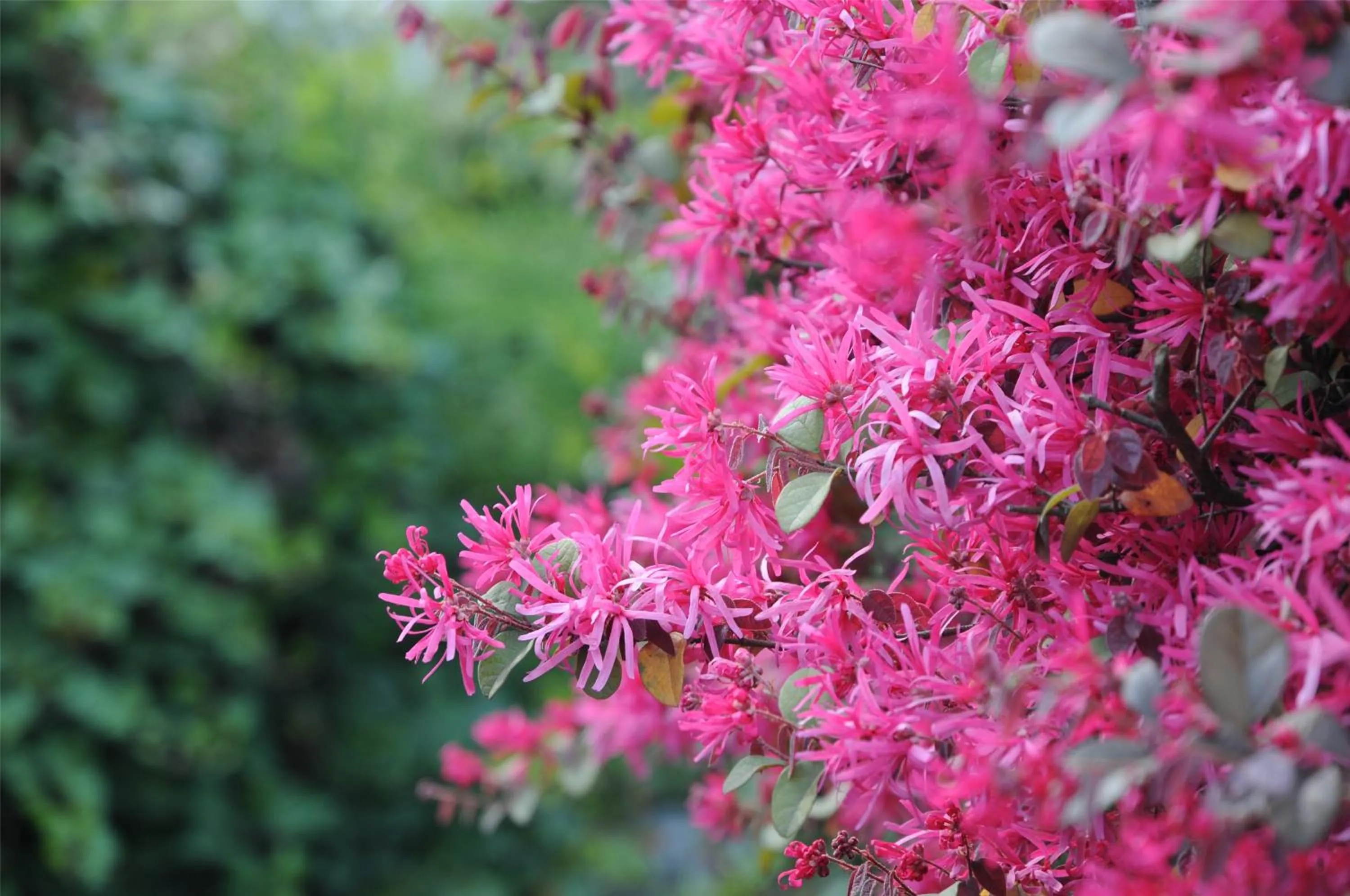 Spring in Jinling Resort Nanjing