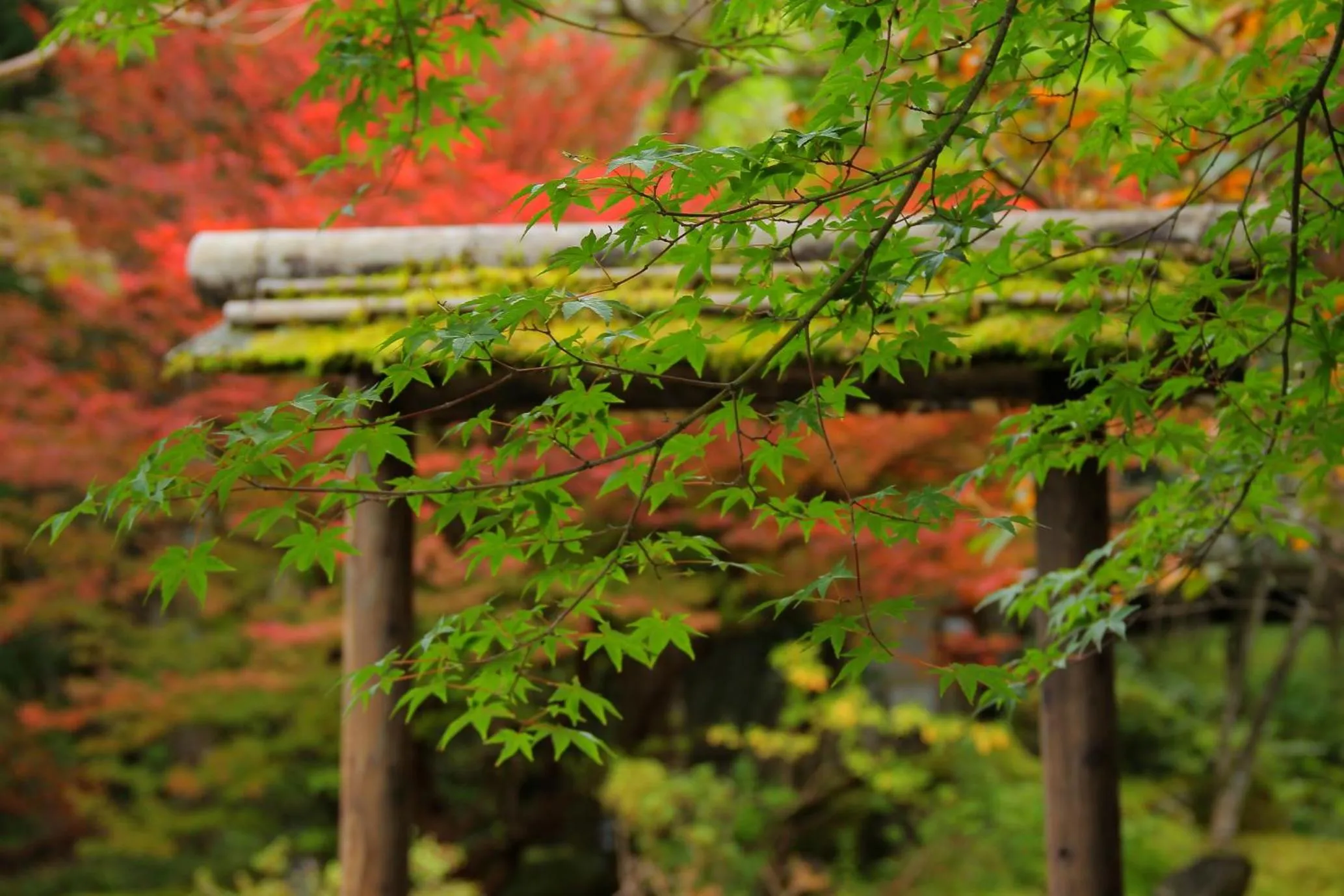 Garden in Nikko Hoshino Yado