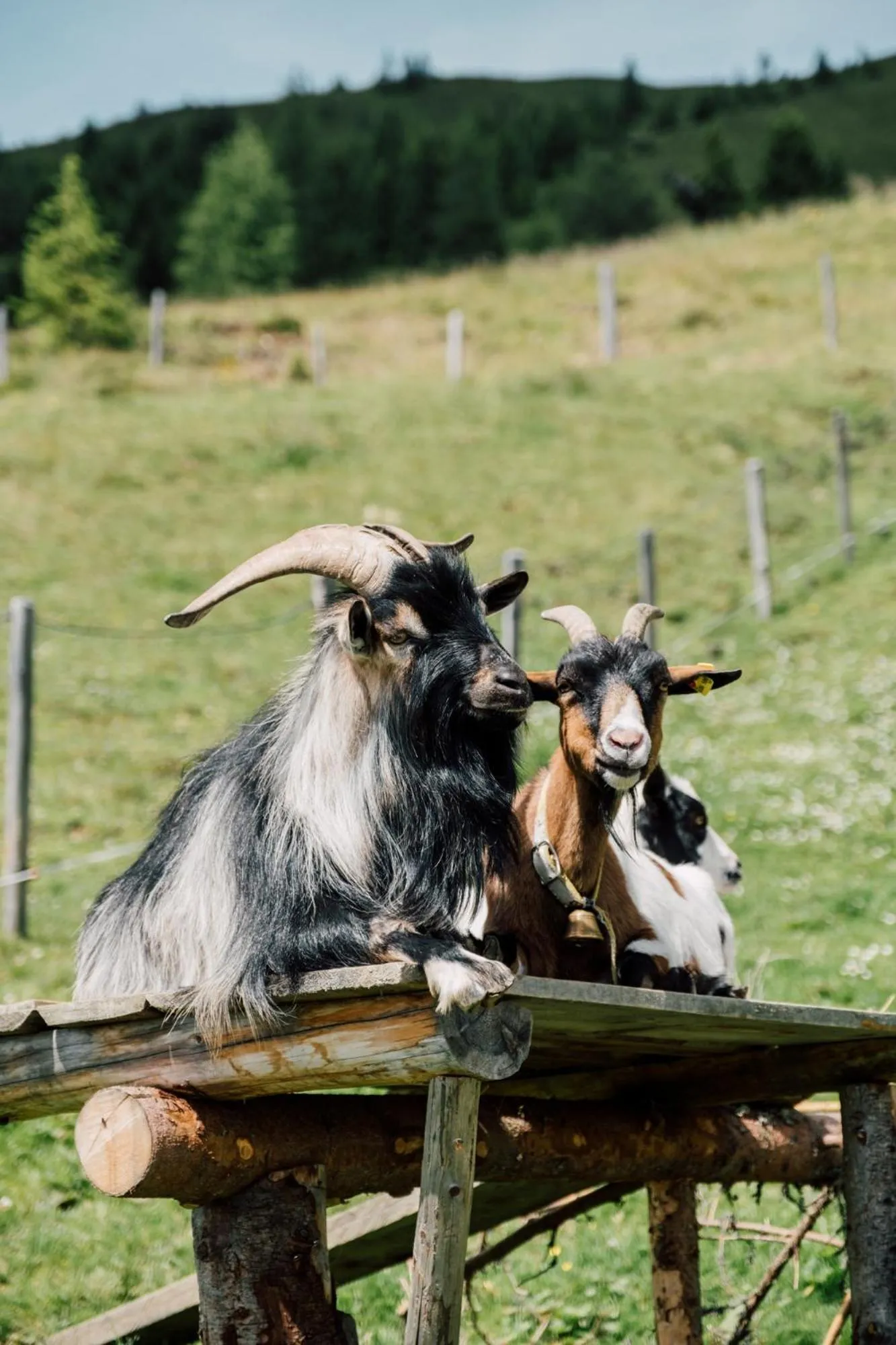 Hiking in Appartement-Pension Kendlbacher