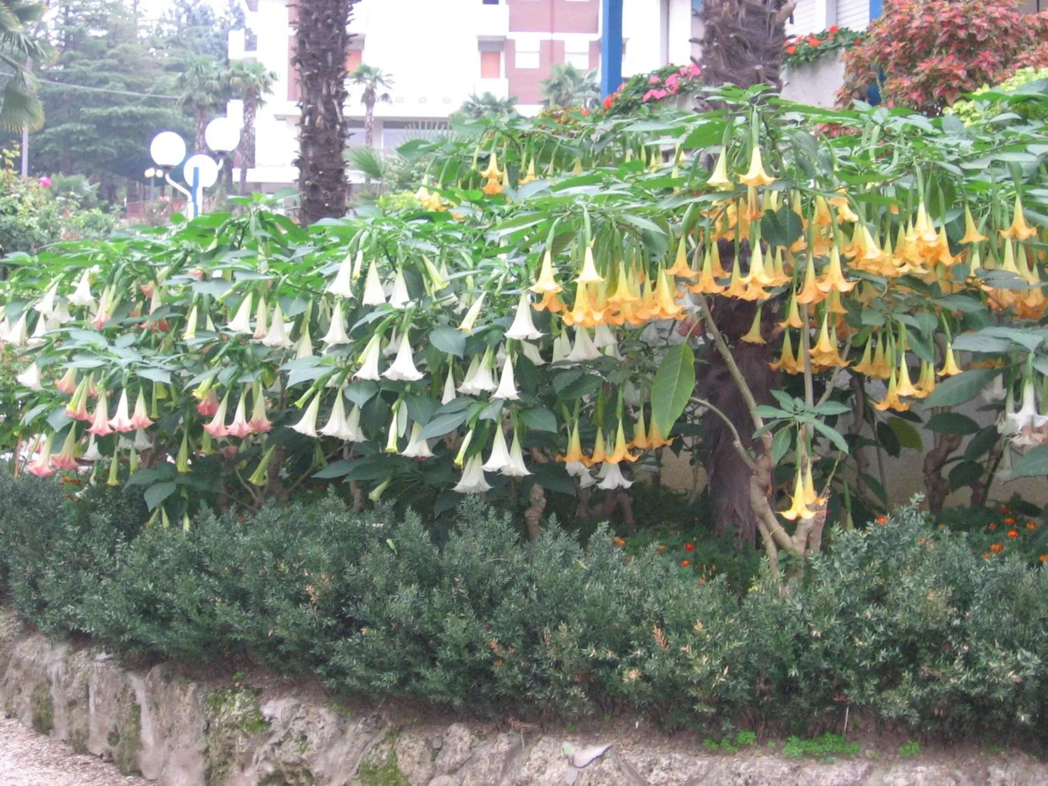 Garden in Hotel Prati