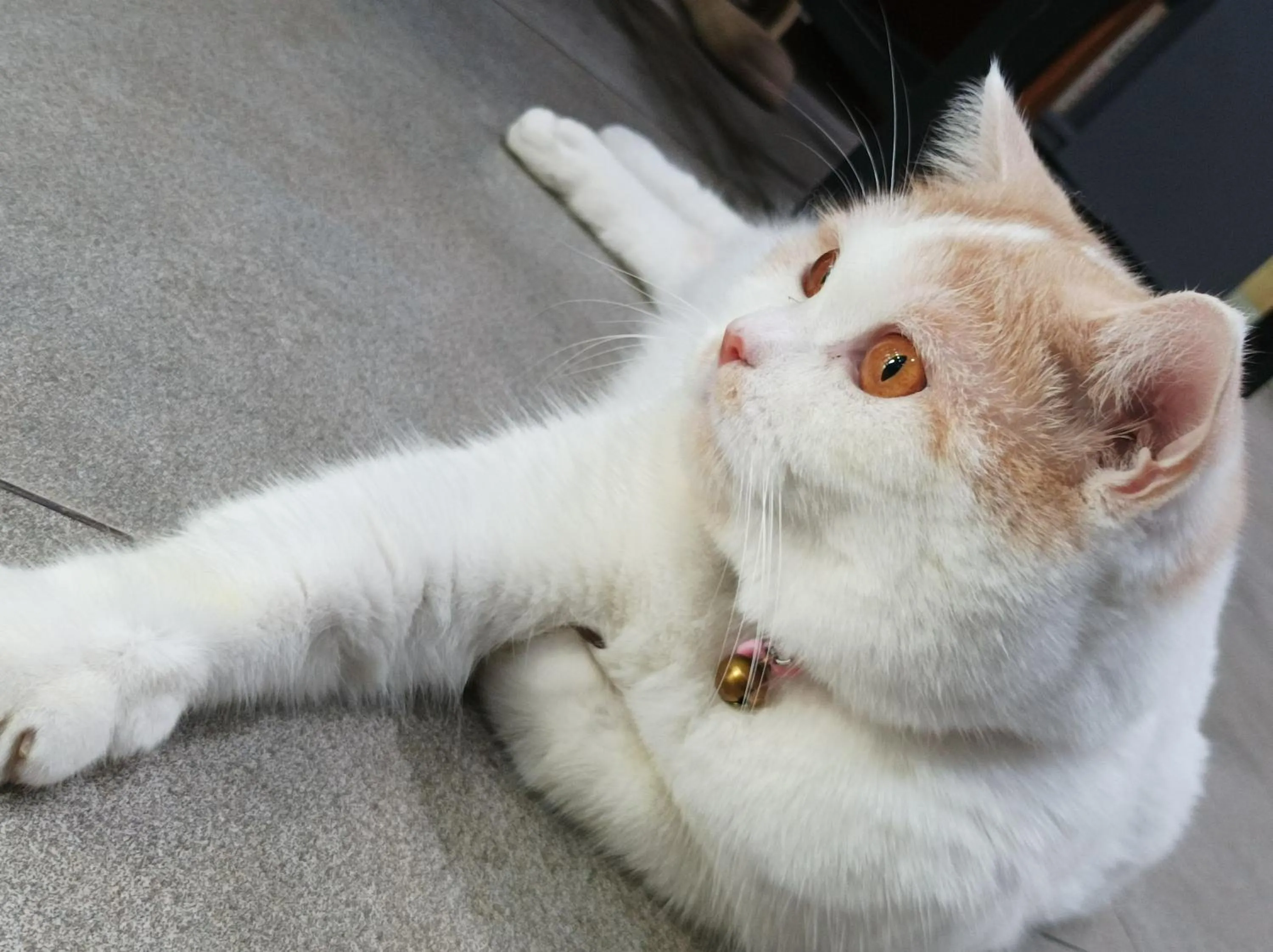 Double D Rooms & Cafe