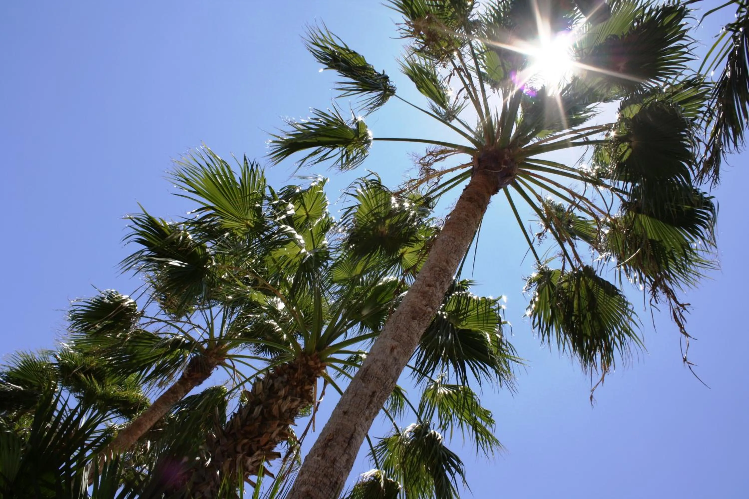 Garden in Paradera Park Aruba