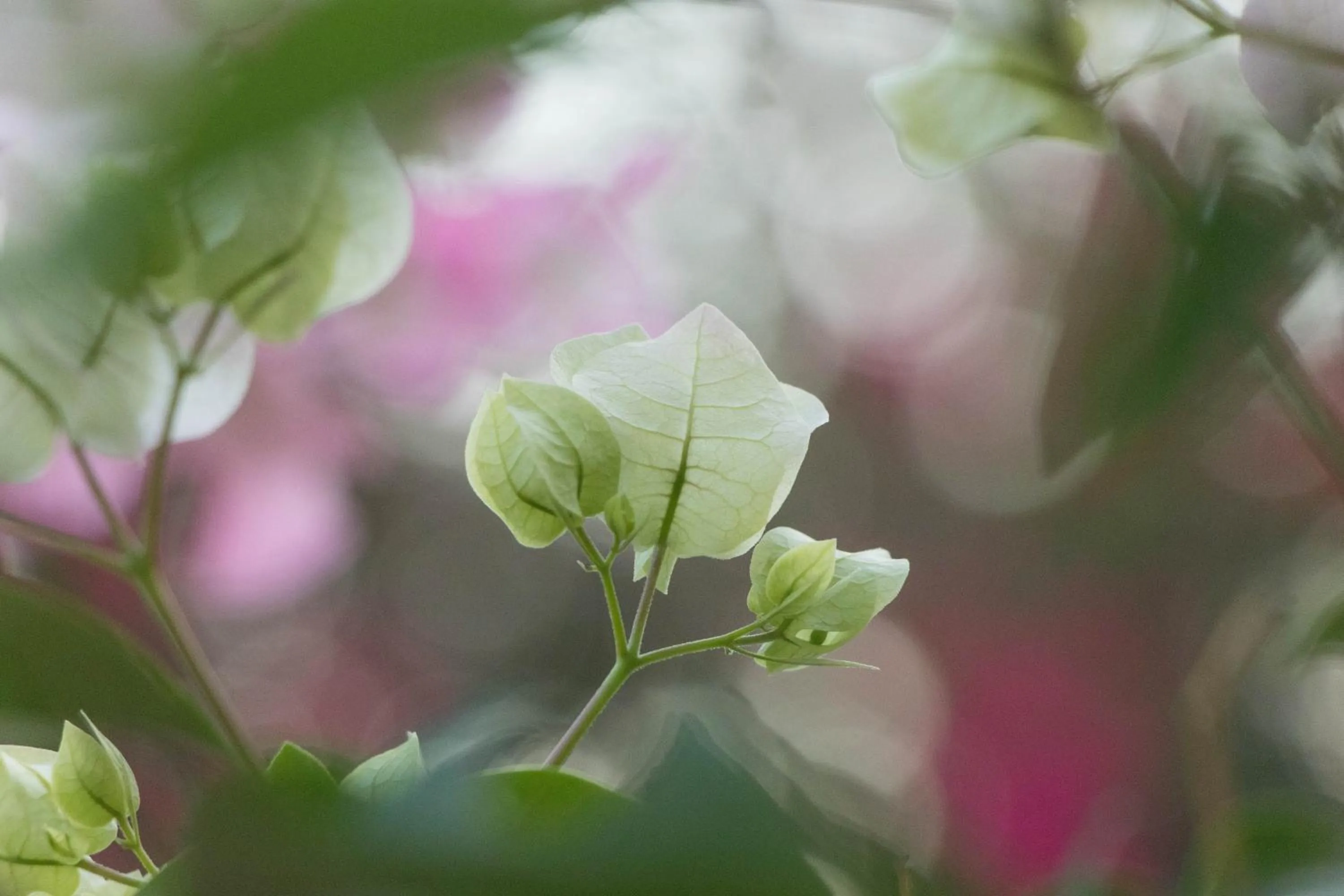 Garden in Paradera Park Aruba