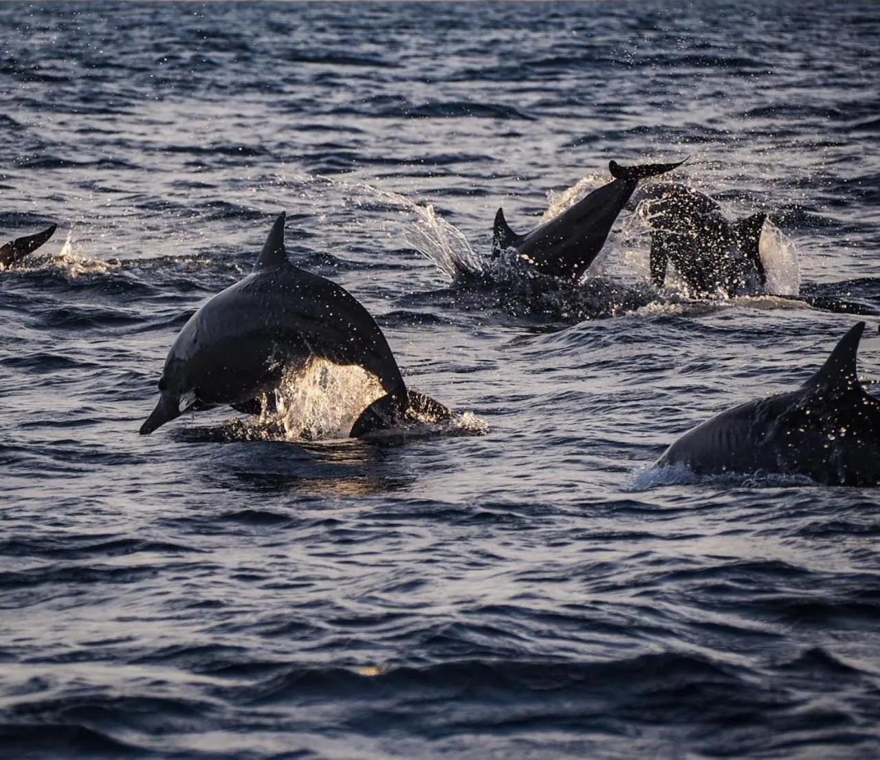 Activities in Aneka Lovina Villas & Spa