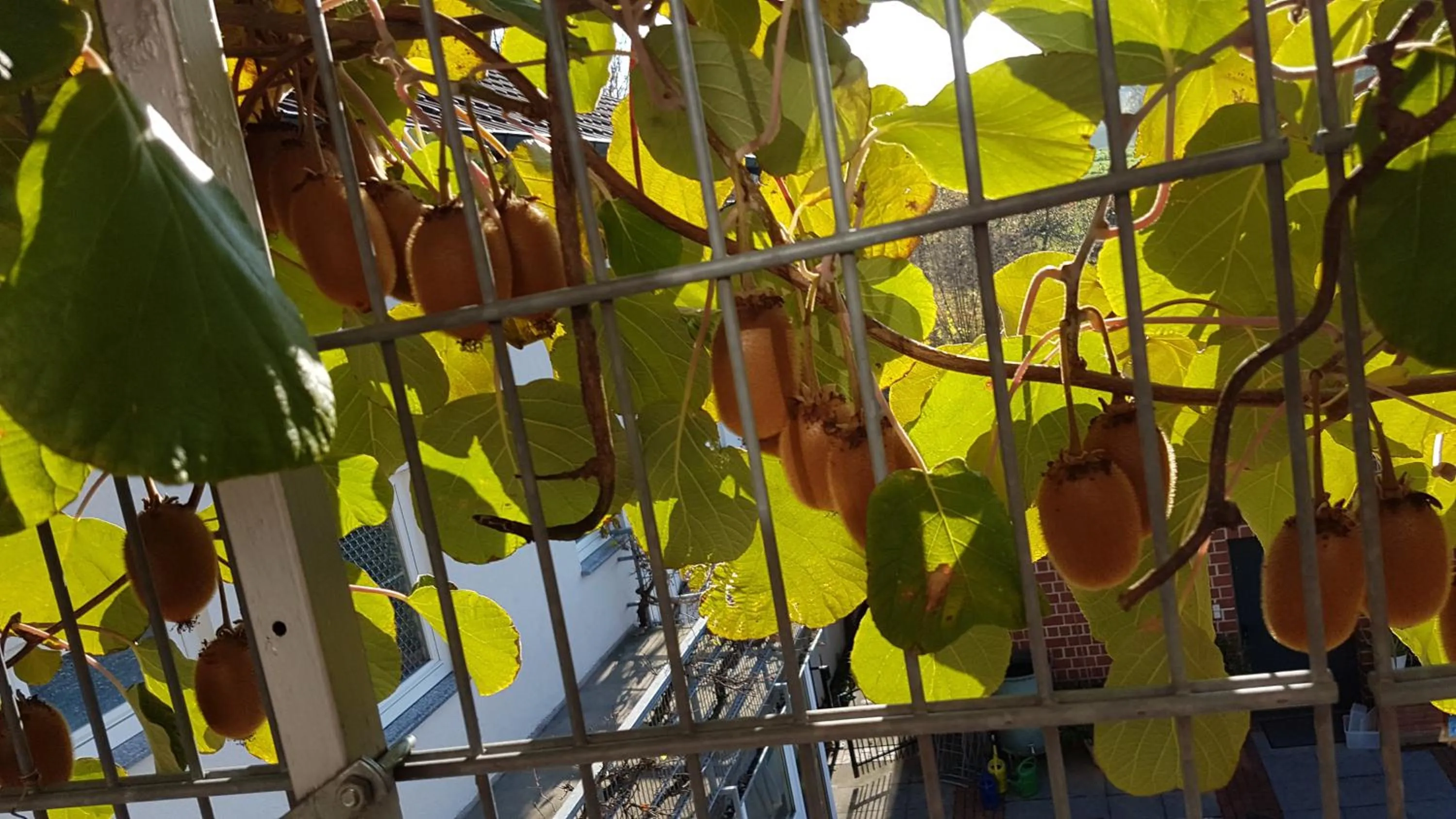 Balcony/Terrace in Hotel KAMPS