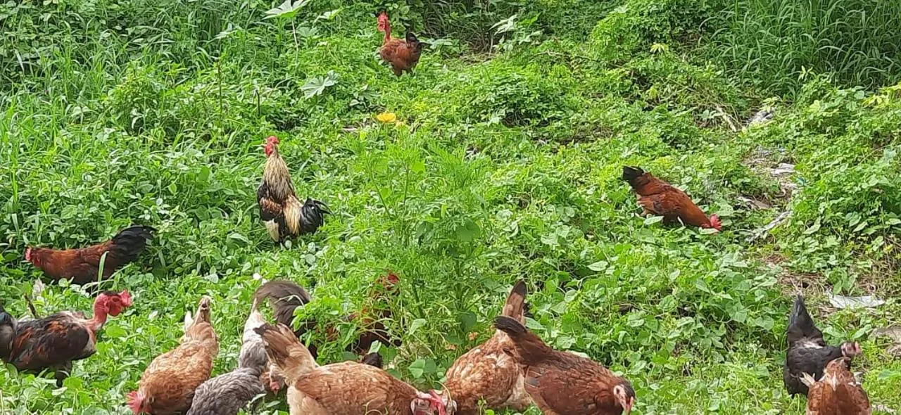 Property building in La Lune Fort Kochi