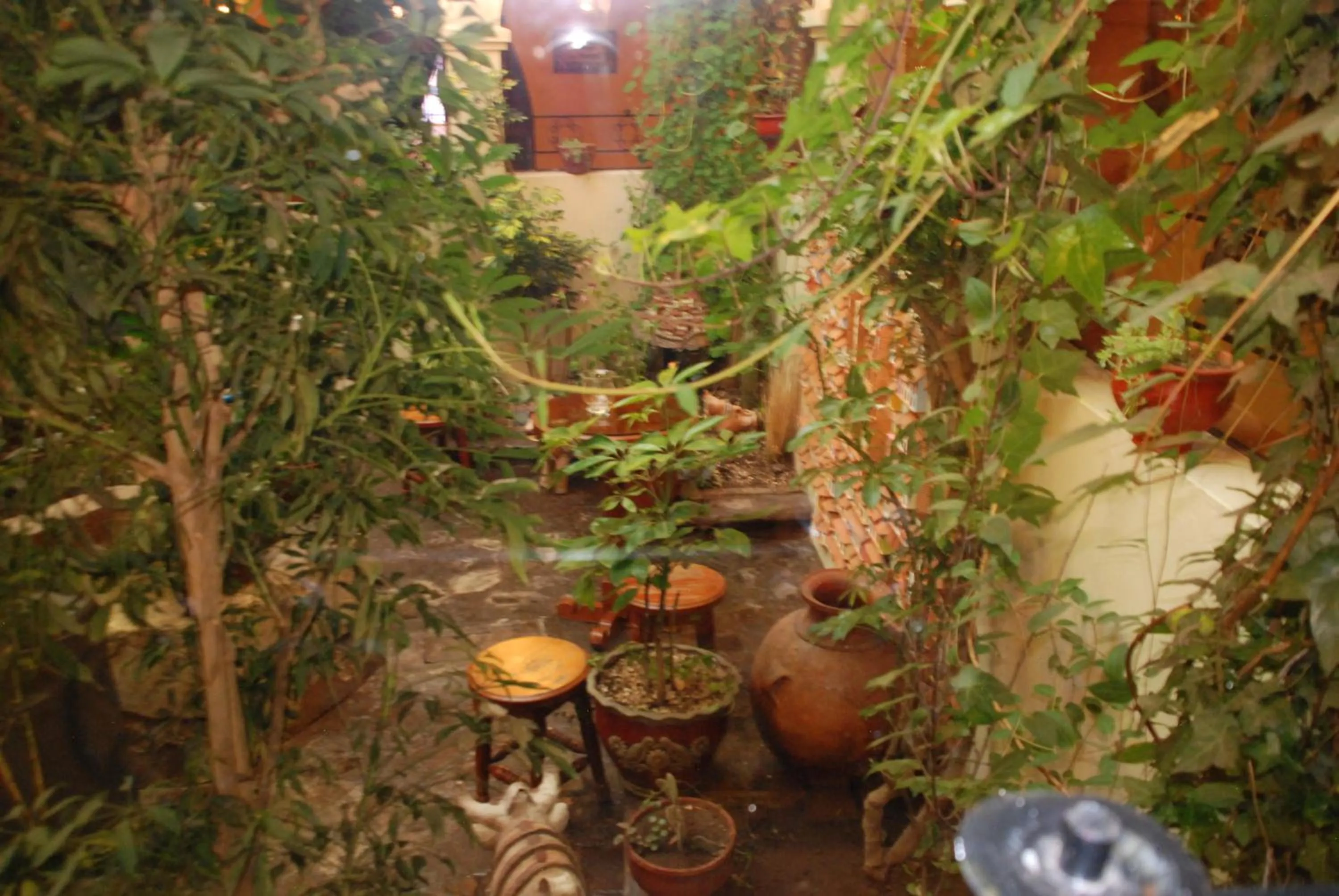 Garden in Hotel Casona Colon Inn