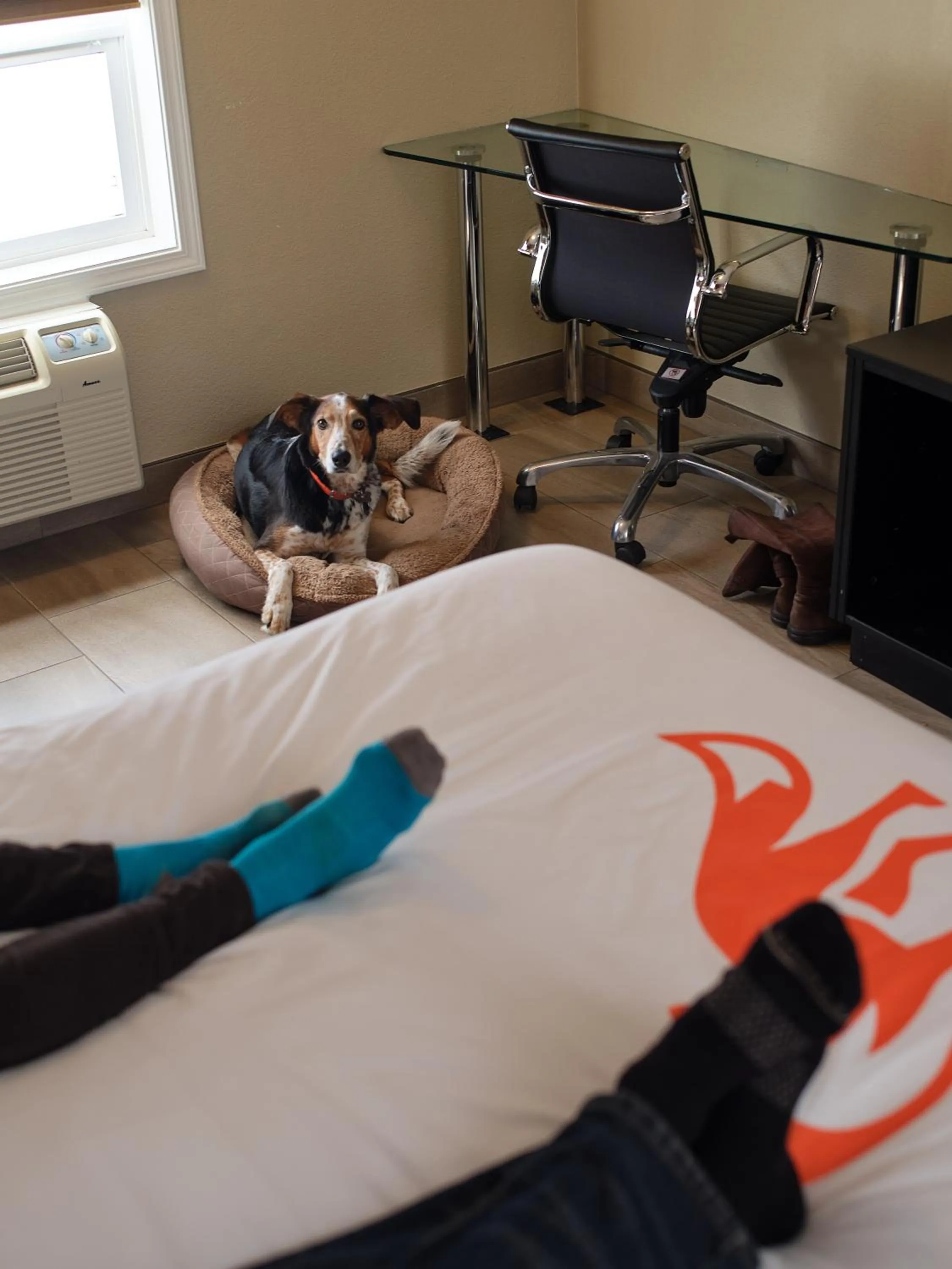 Pets in Fernie Fox Hotel