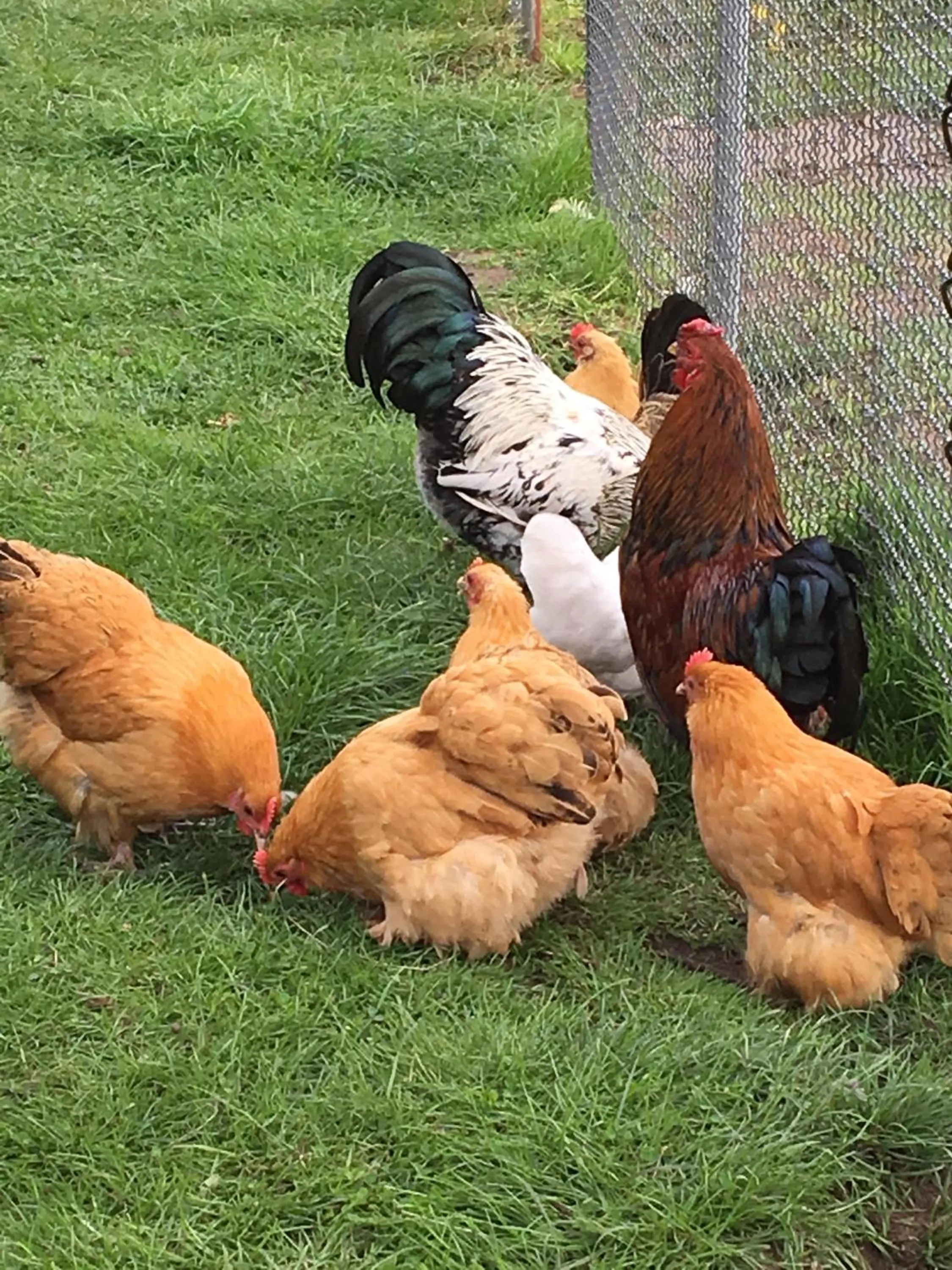 Animals in LOGIES Tuin der Zinnen