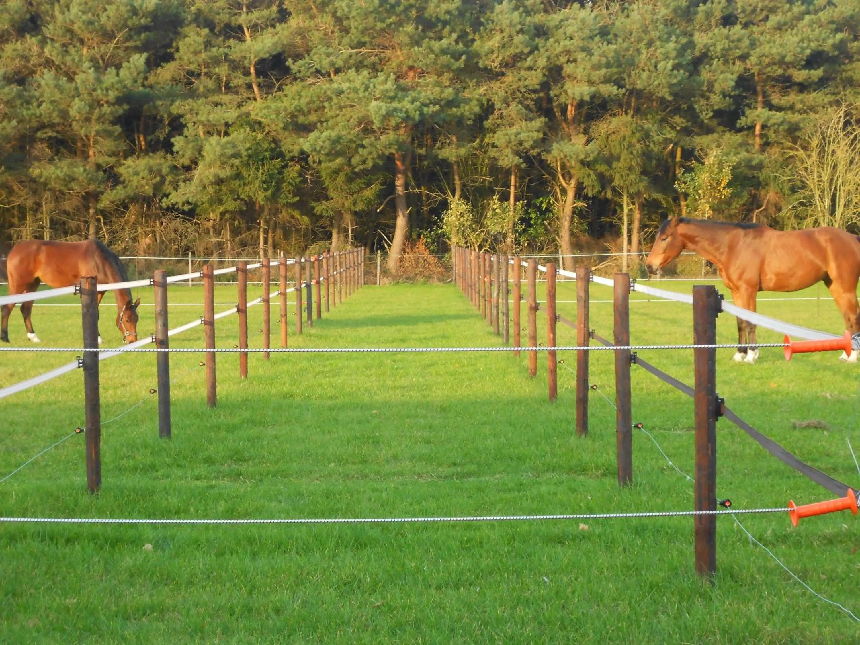 Horse-riding in LOGIES Tuin der Zinnen