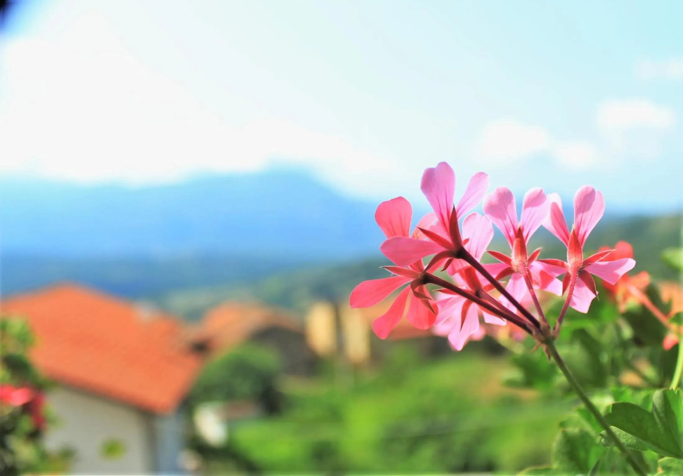 Natural landscape in mansarda fiorita