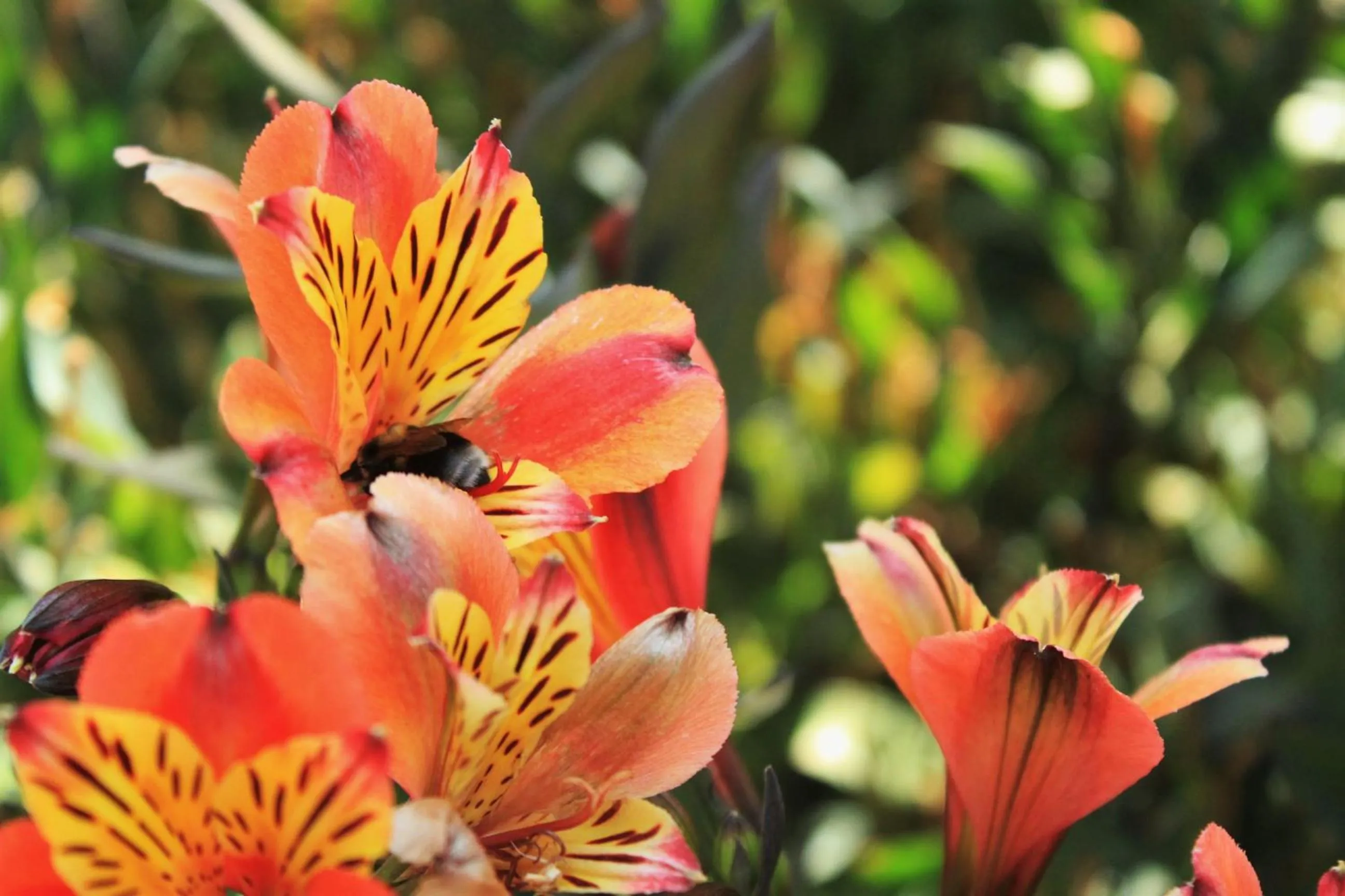 Decorative detail in mansarda fiorita