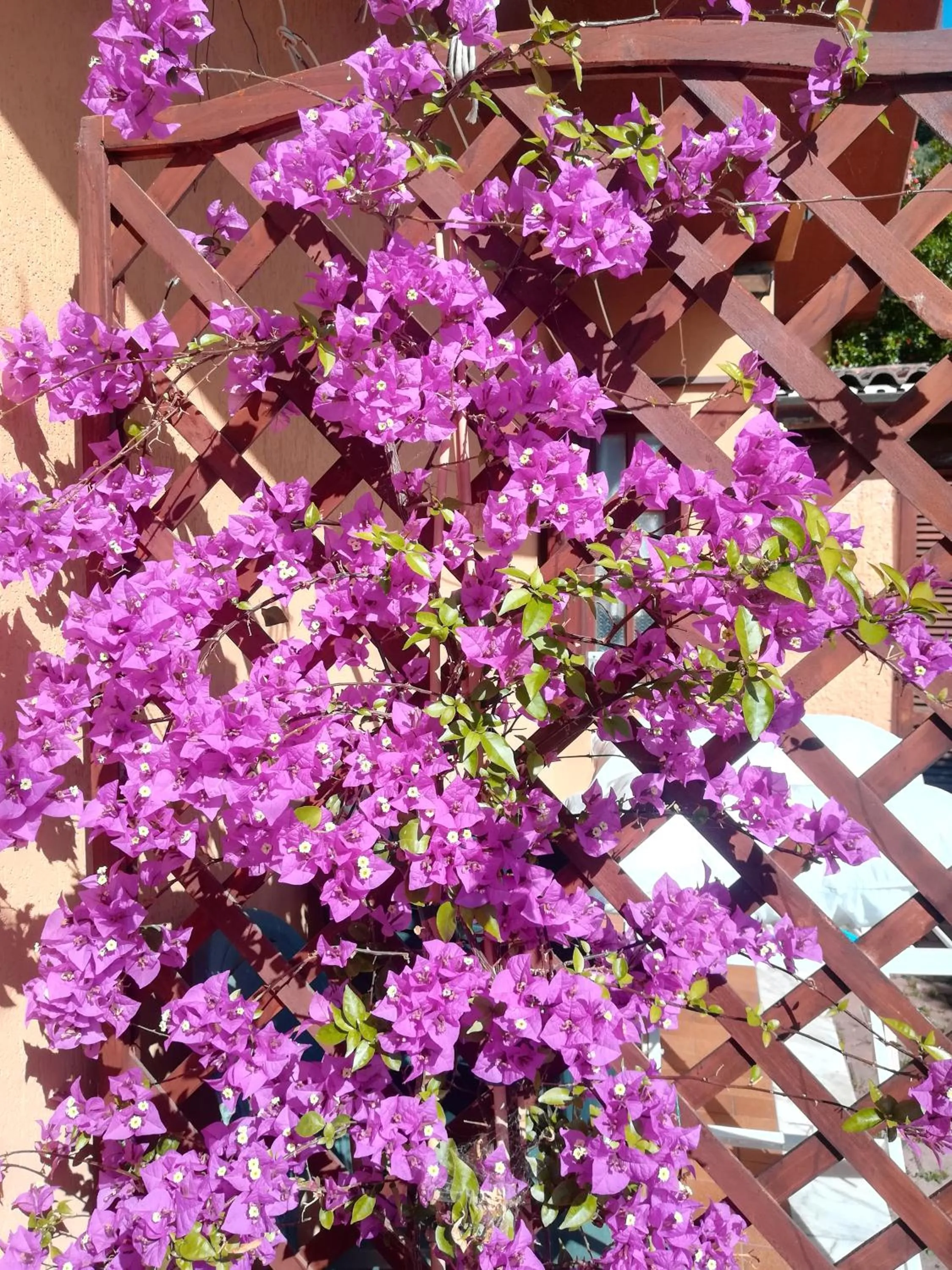 Garden in mansarda fiorita