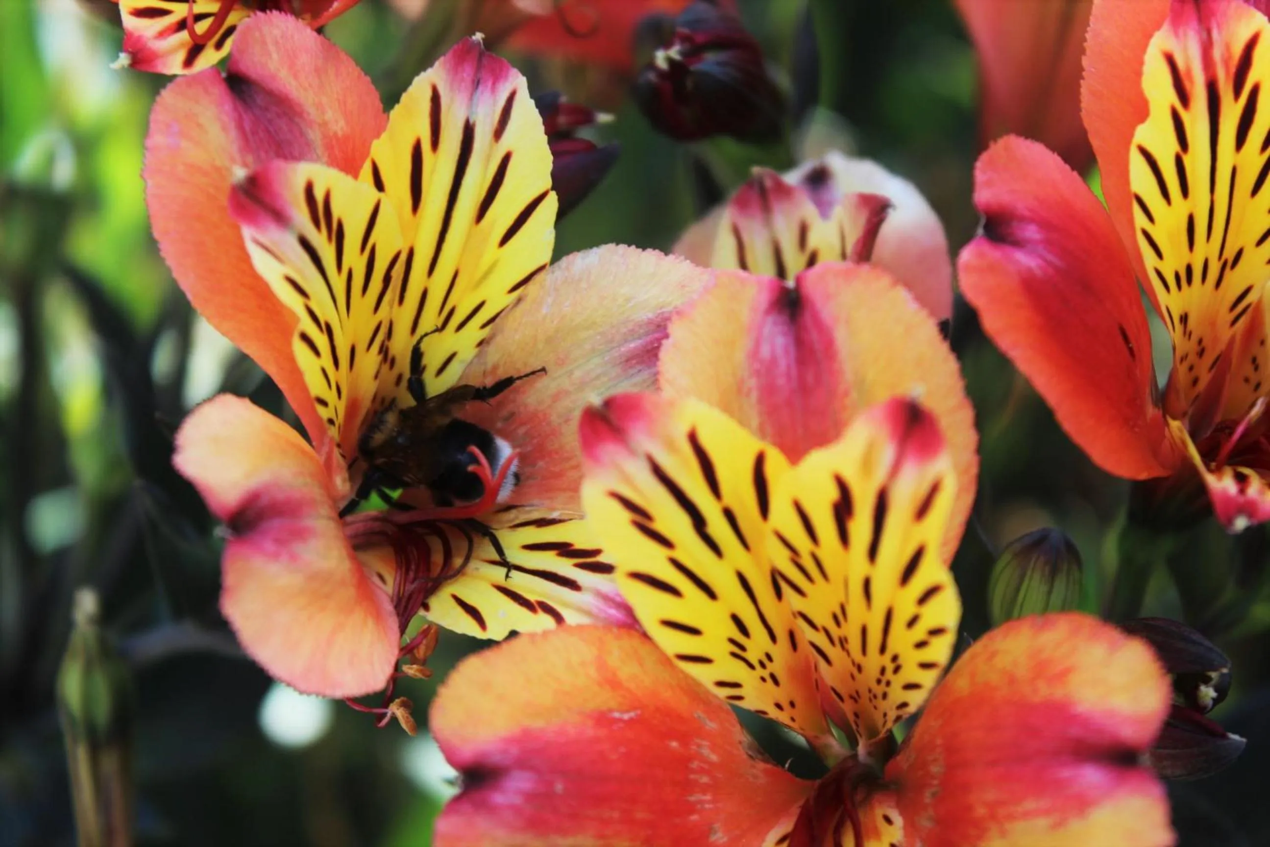 Decorative detail in mansarda fiorita