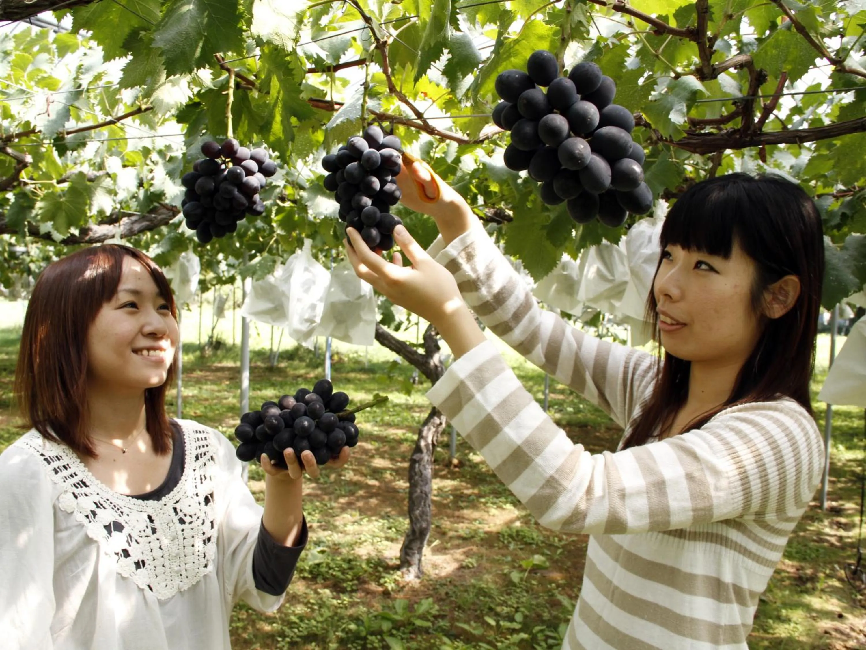 Day in Hotel Green Mark