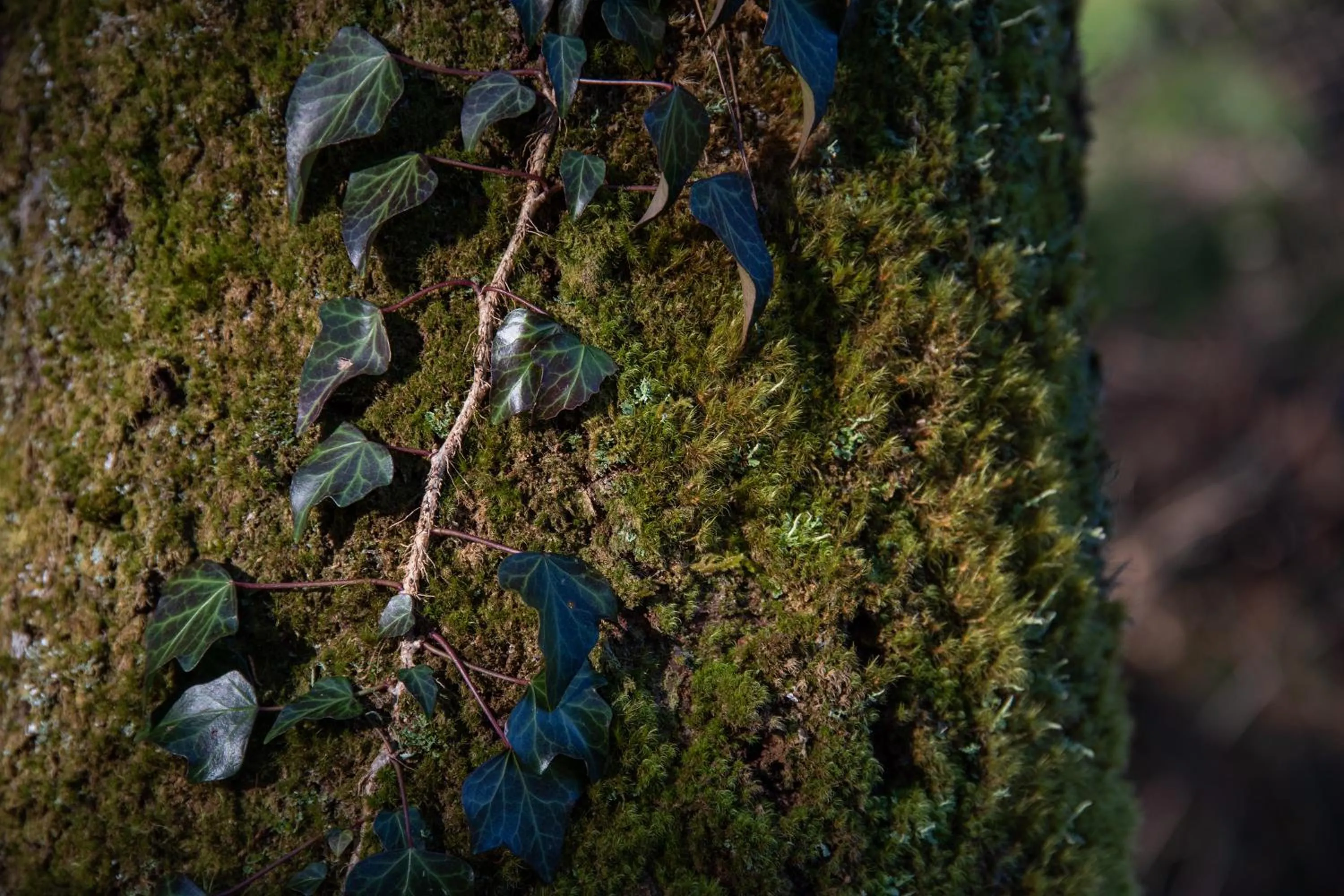 Natural landscape in Kyousen