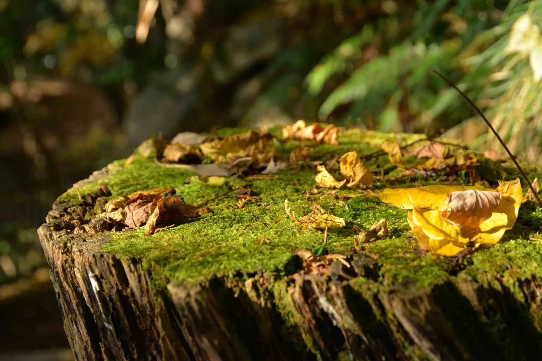 Natural landscape in Kyousen