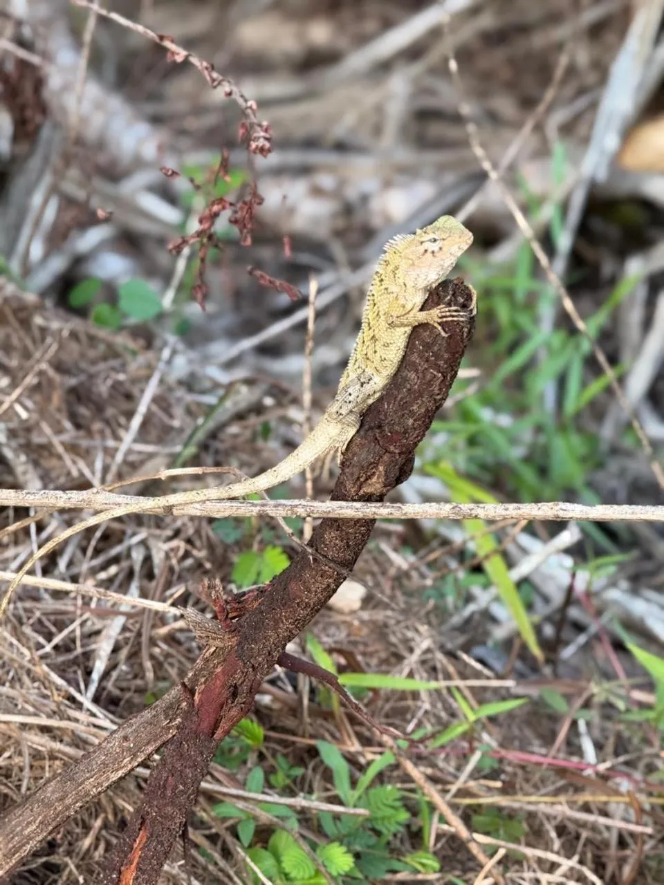 Animals in Ananya Beach Resort