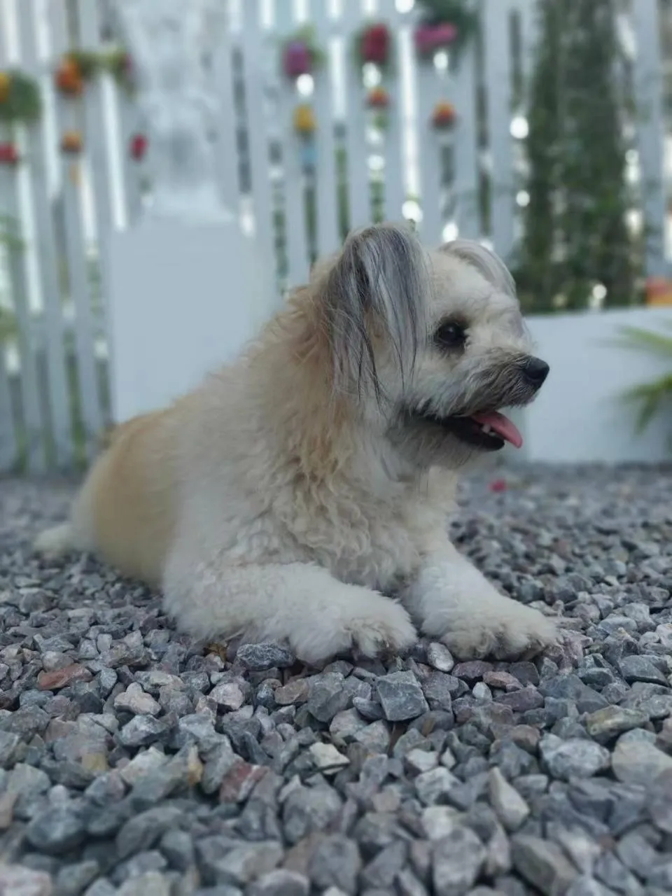 Pets in Saan Rak Resort