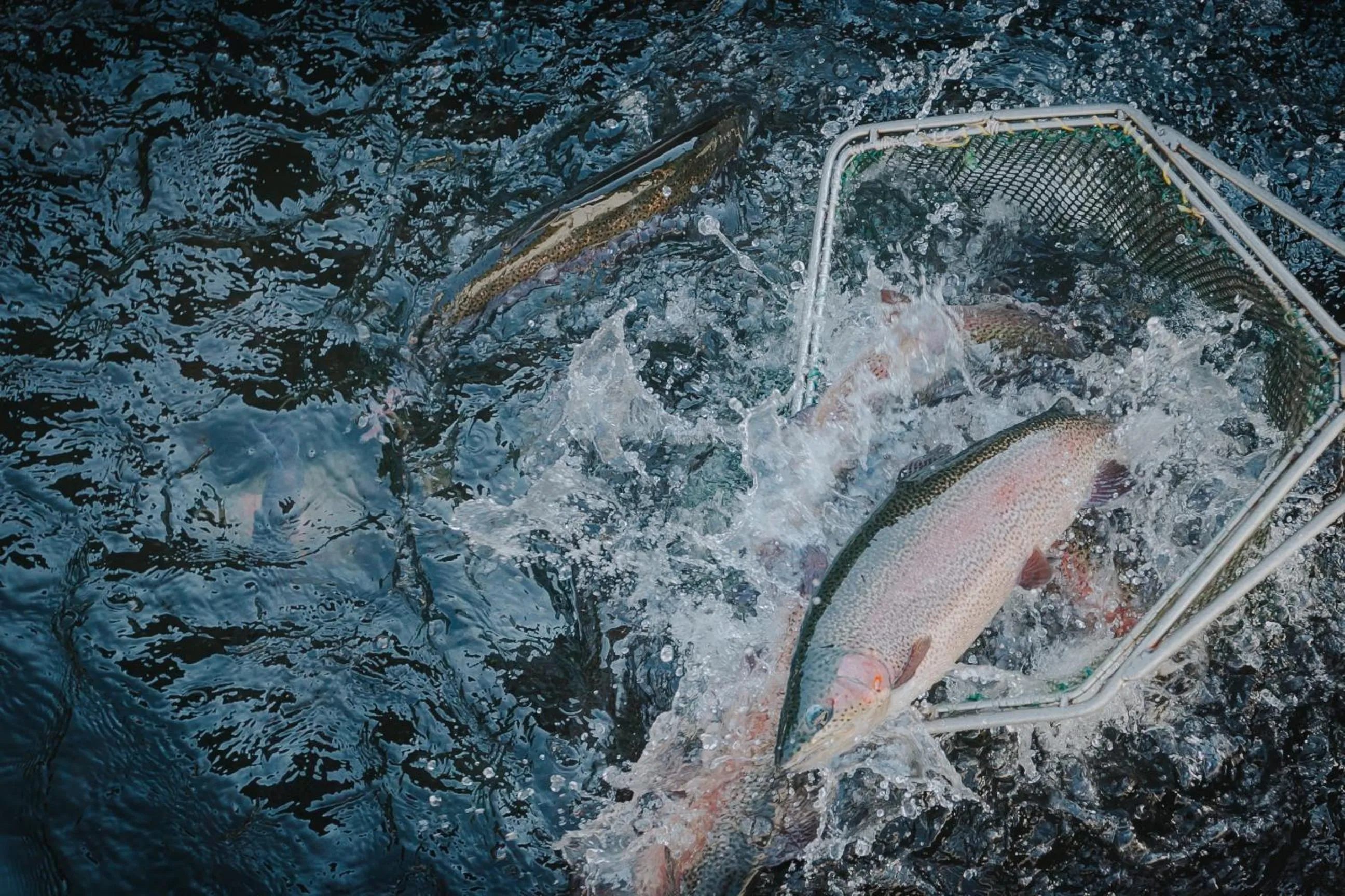 Lostrita - Pastravarie, Hotel & SPA