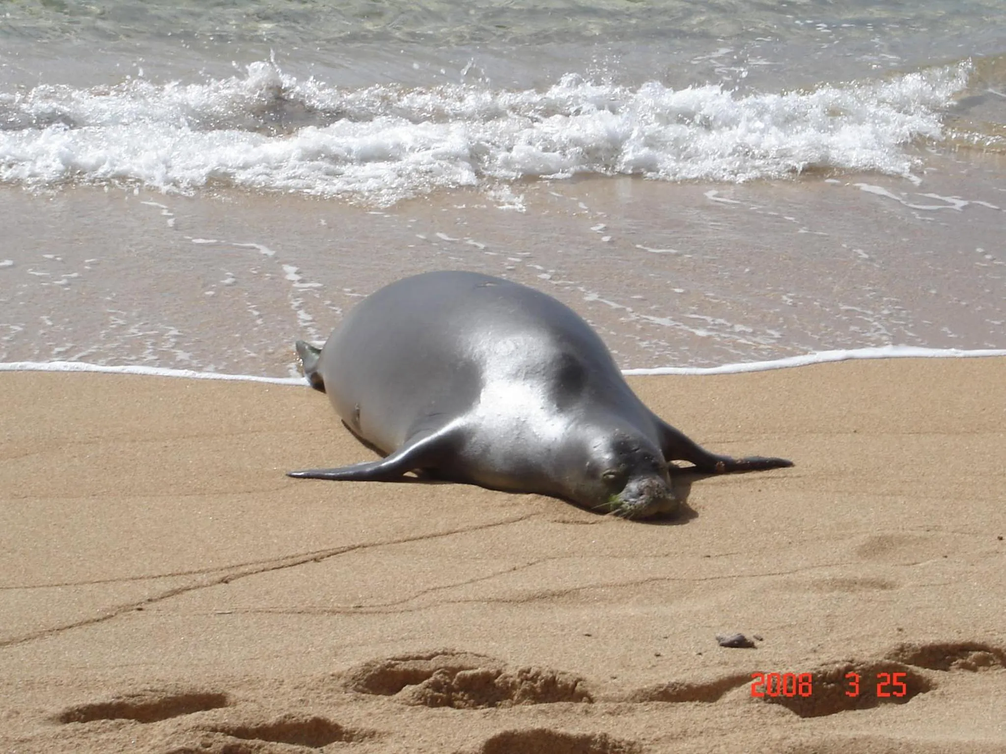 Beach in Islander on the Beach Unit 244