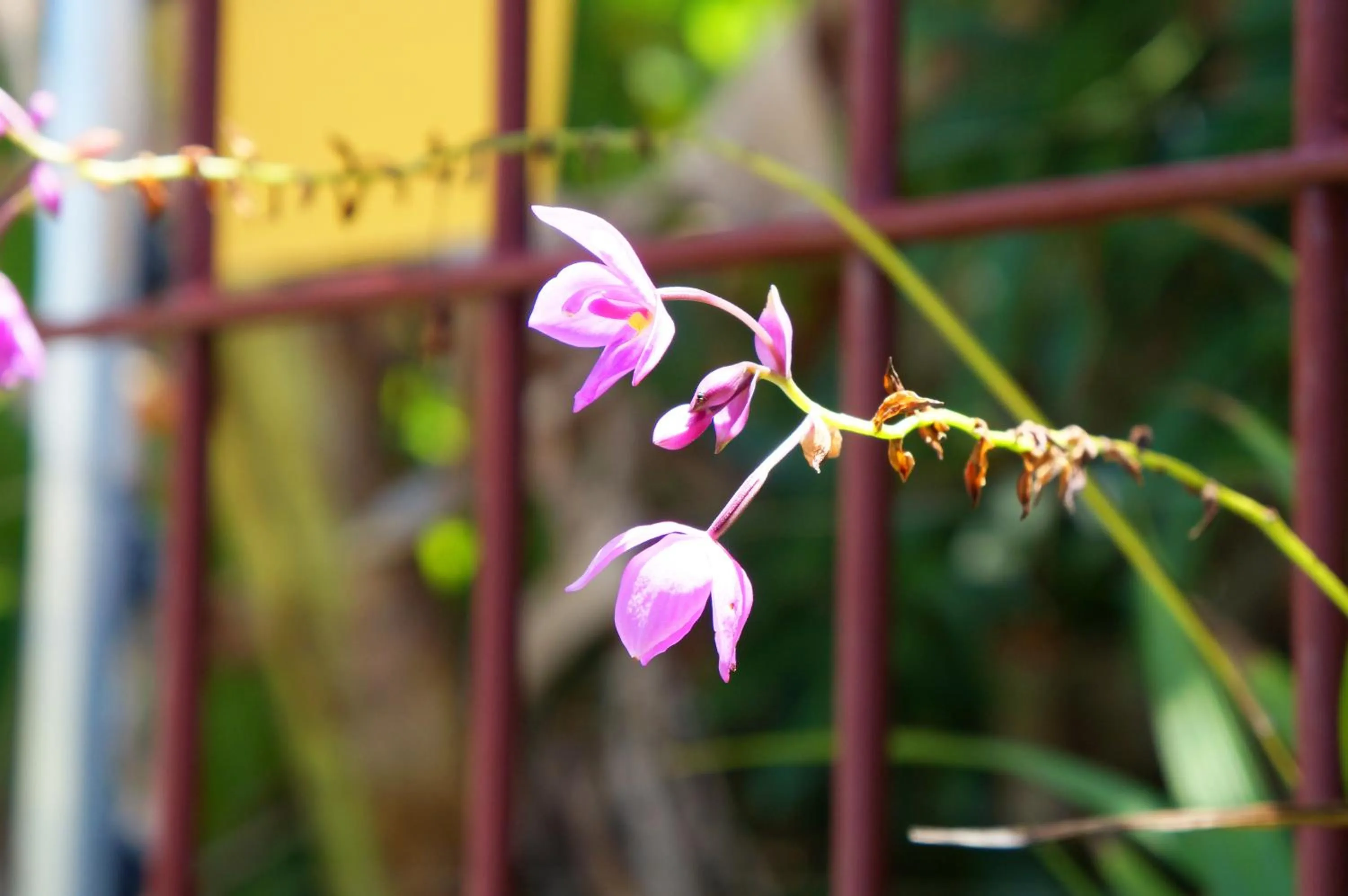 Garden in Pousada Baobá e SPA