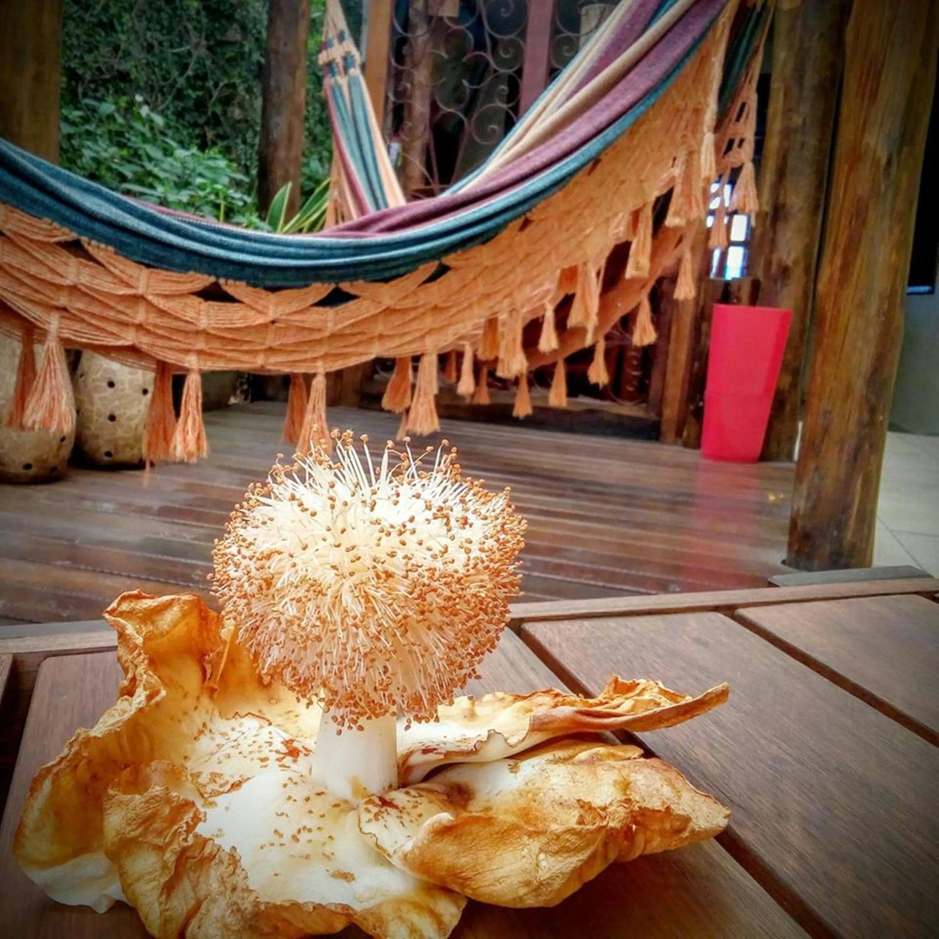 Balcony/Terrace in Pousada Baobá e SPA