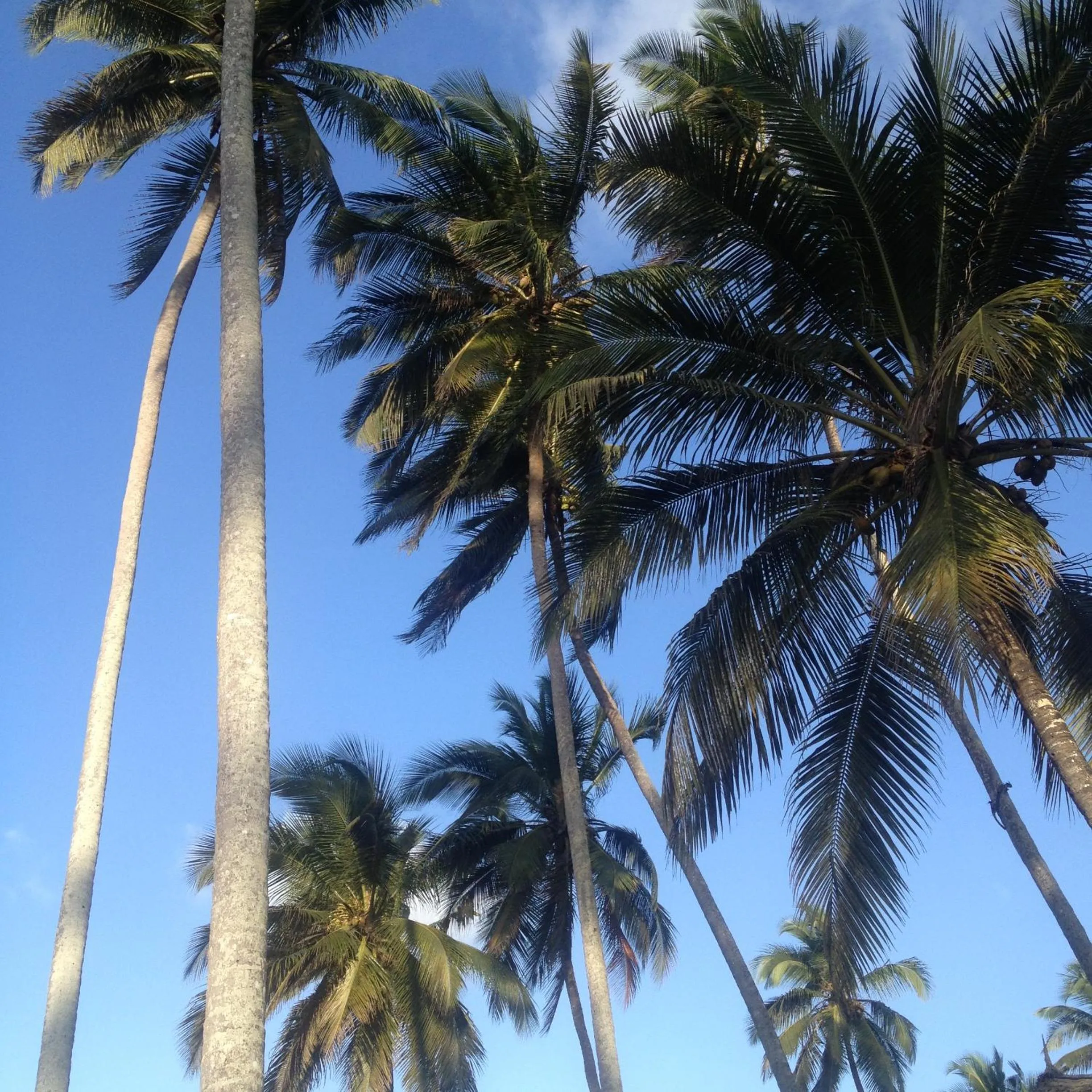 Natural landscape in Zanzibar Magic Boutique Hotel