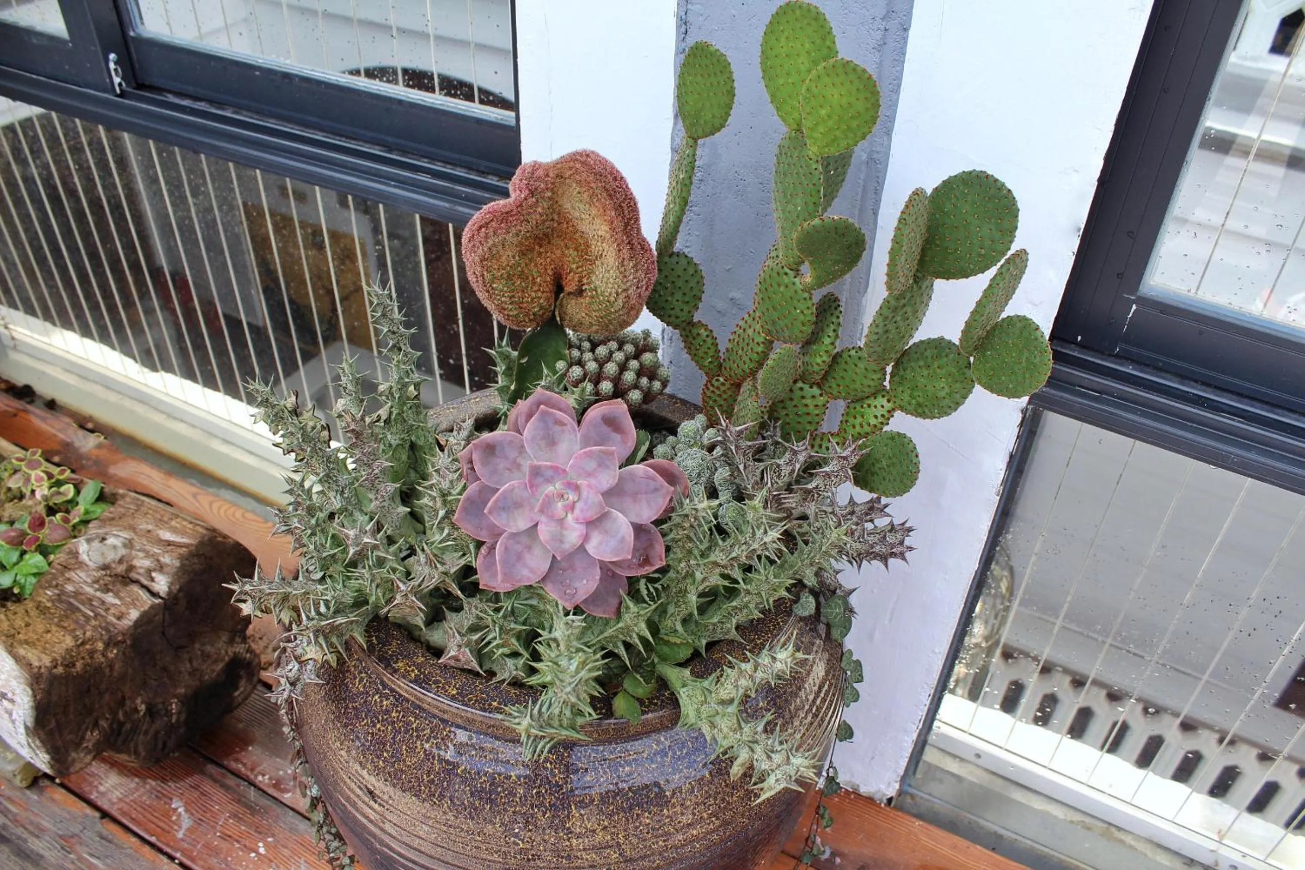 Garden in Mumian inn