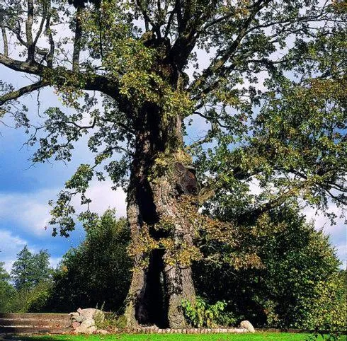 Młyn Klekotki Spa Resort