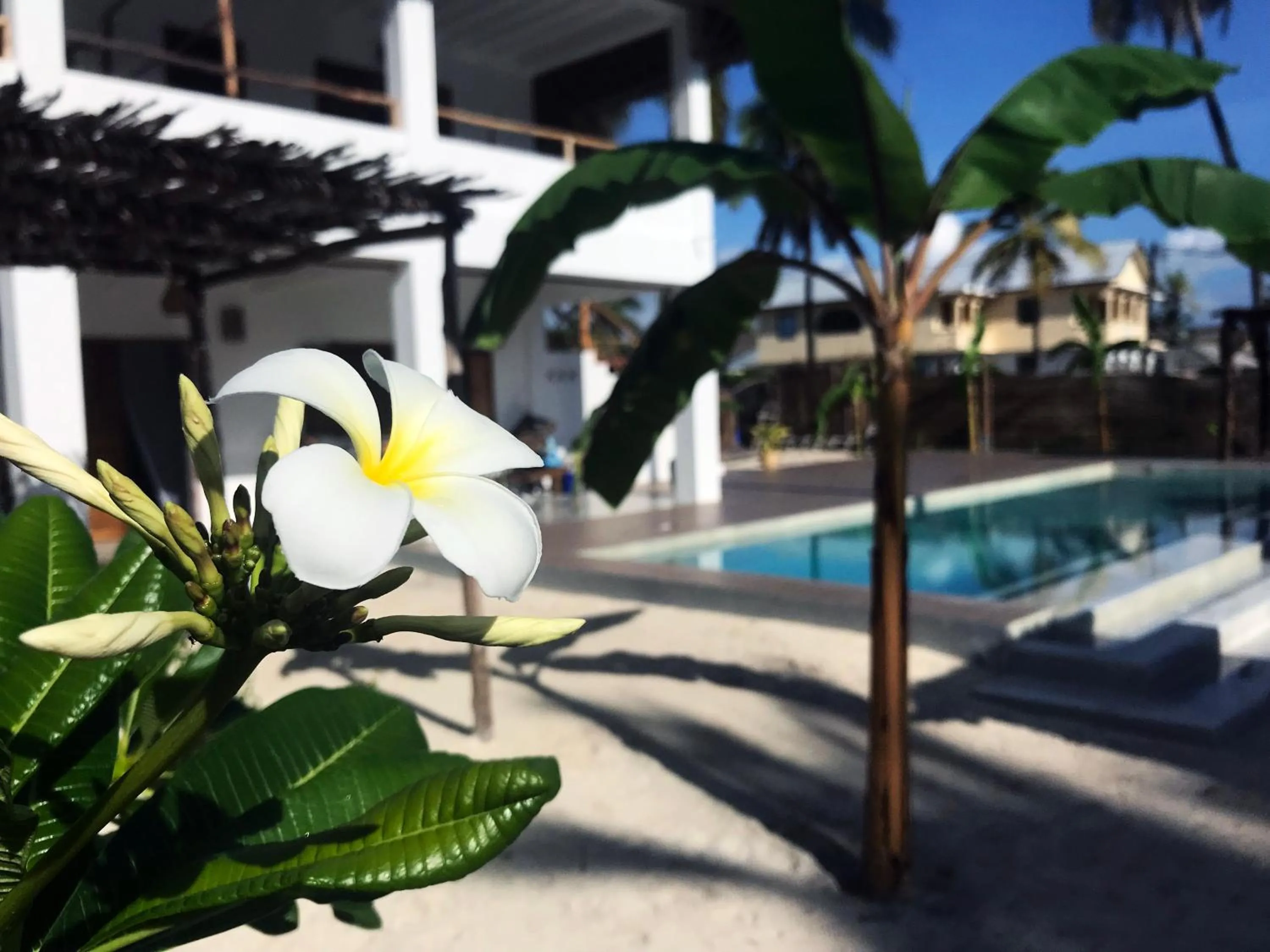 Garden in Villa Huruma