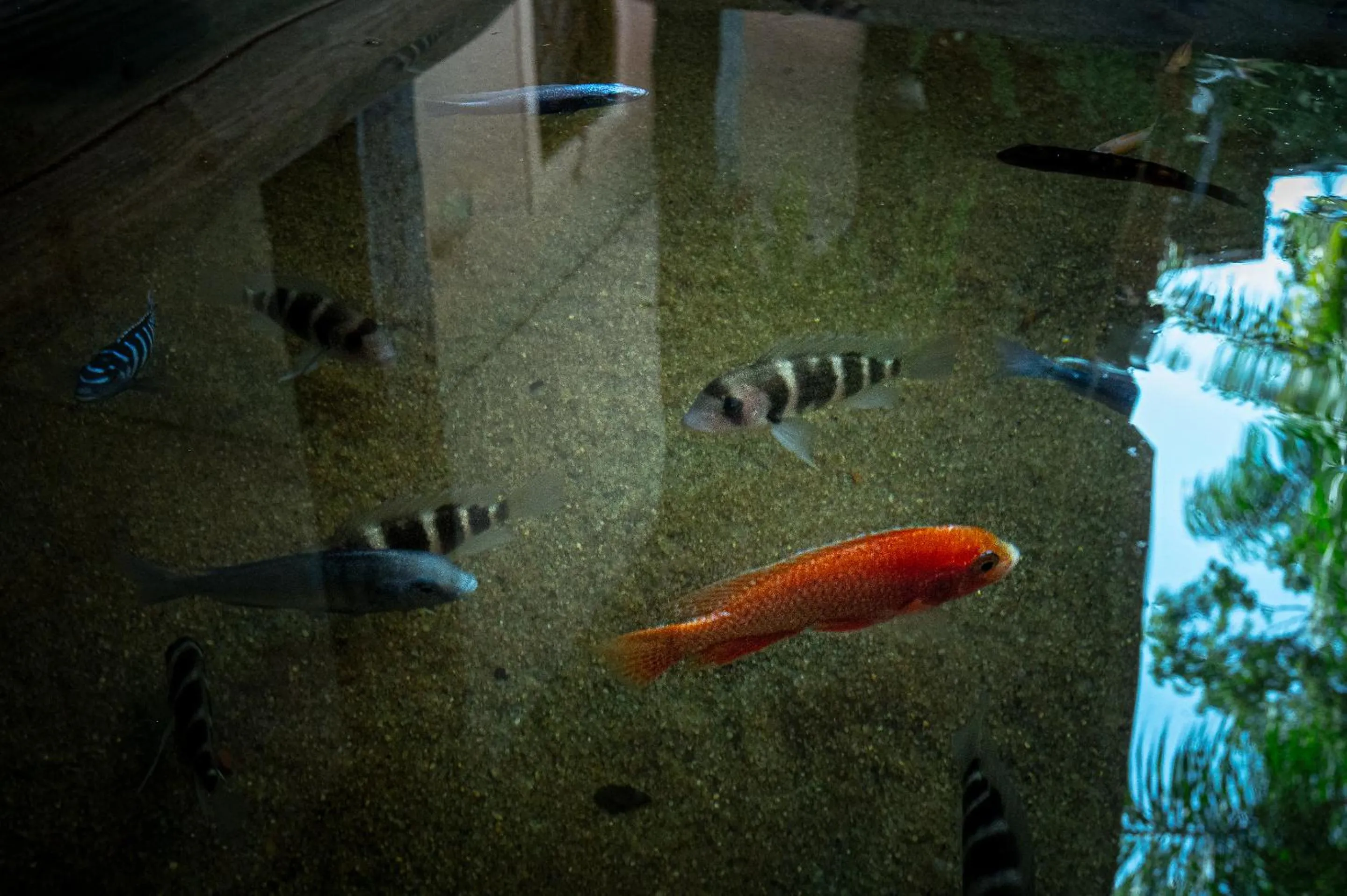 Decorative detail in Porto Pacuíba Hotel