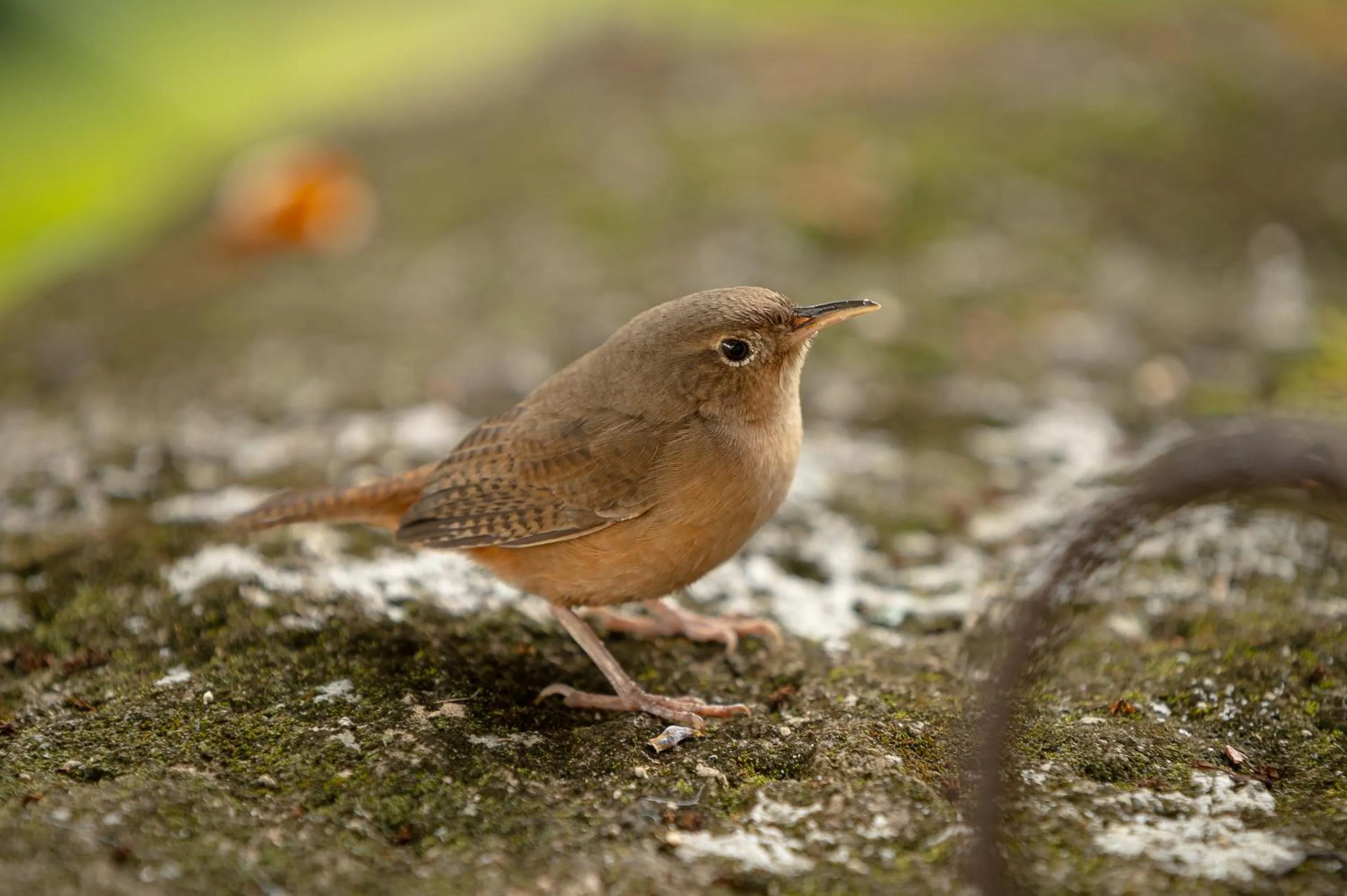 Natural landscape in Porto Pacuíba Hotel