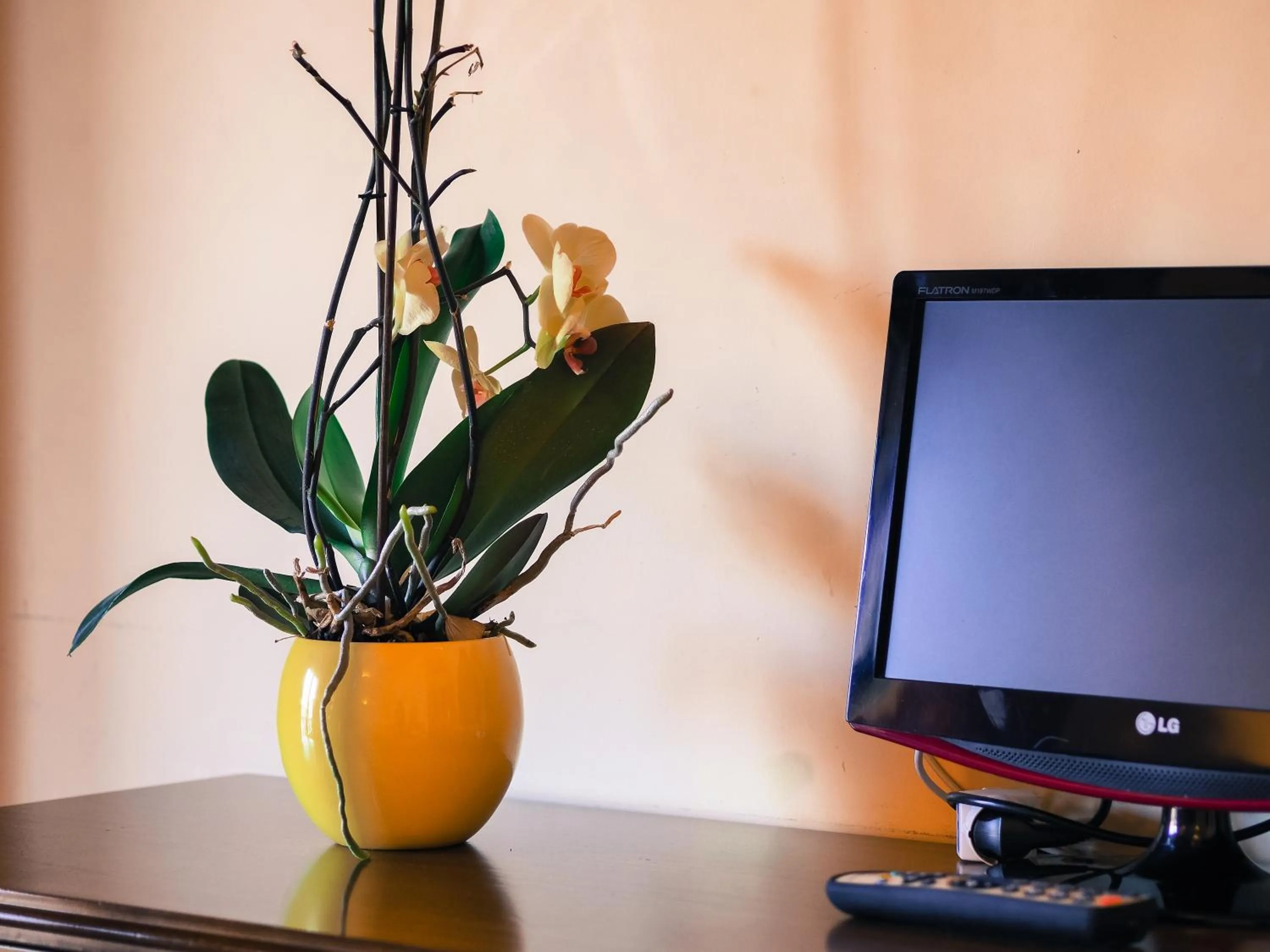 Decorative detail in Ginepro d'Abruzzo