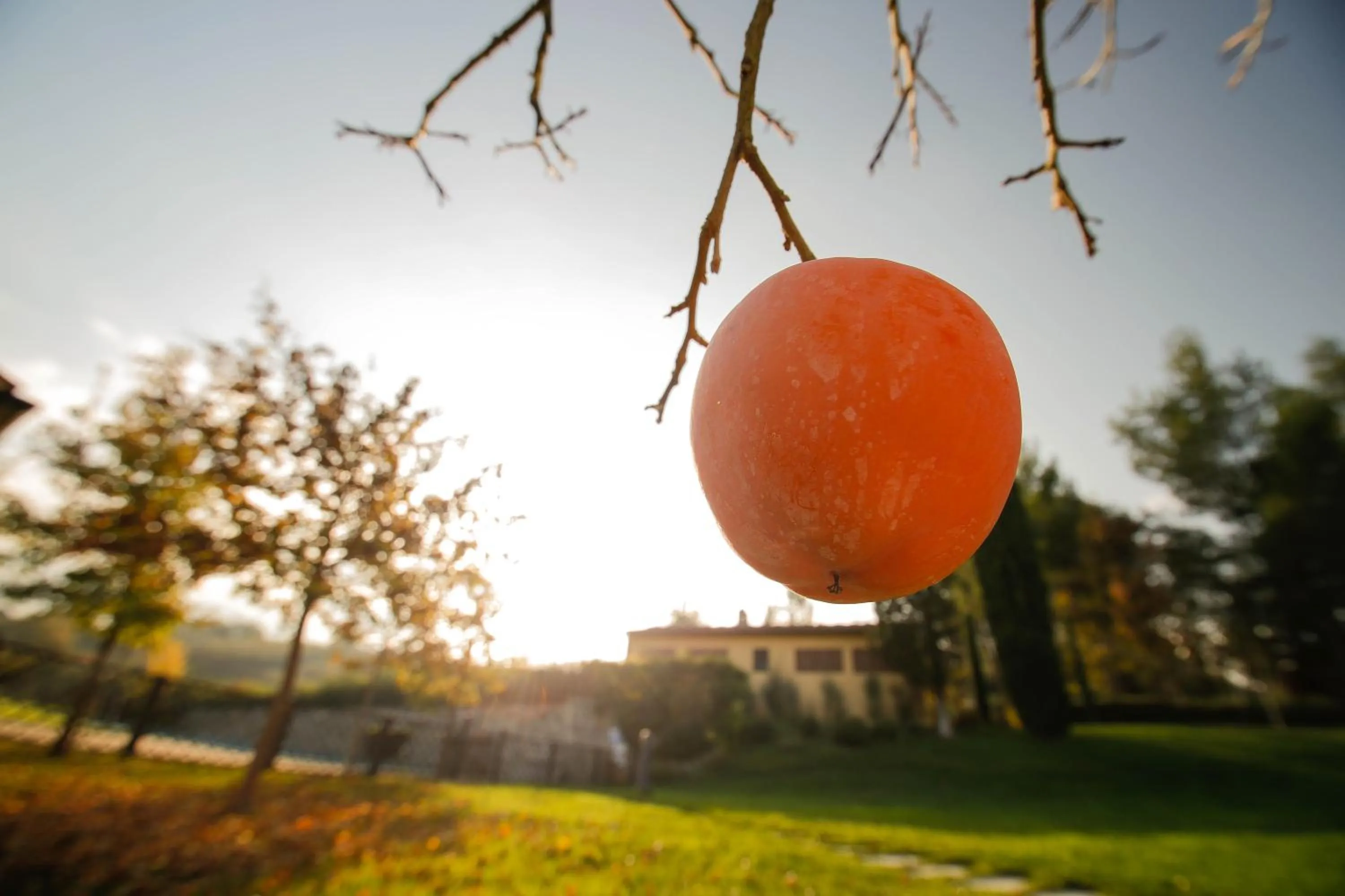 Garden in Gatto Bianco Tizzauli