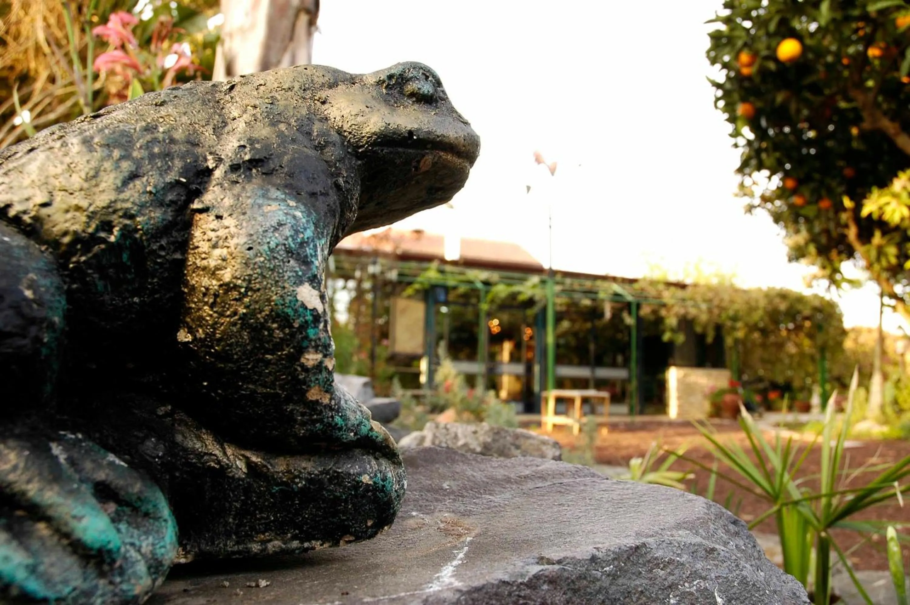 Garden in Arbel Guest House Shavit Family