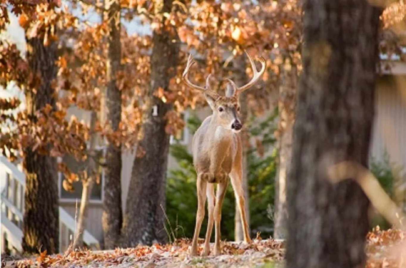 Animals in Beaver Lake Cottages