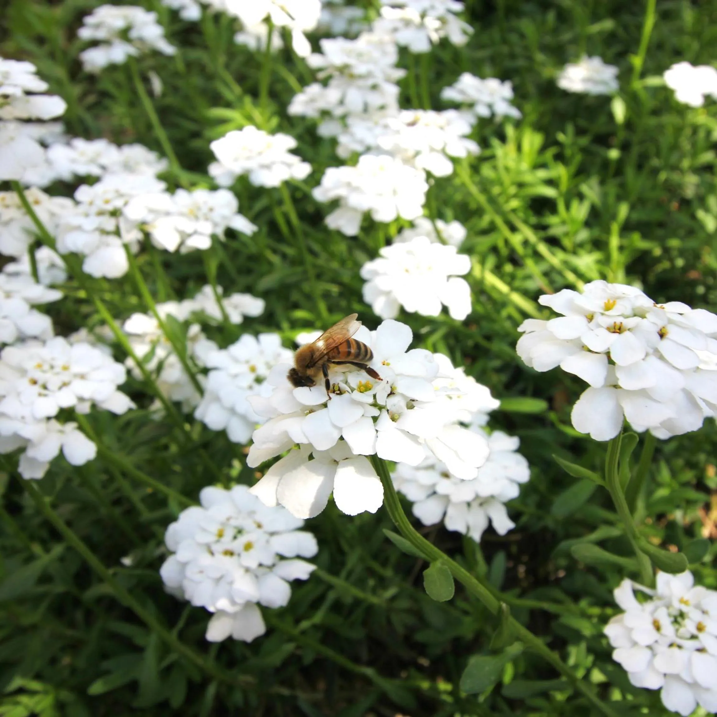 Garden in Marcarini Agriturismo