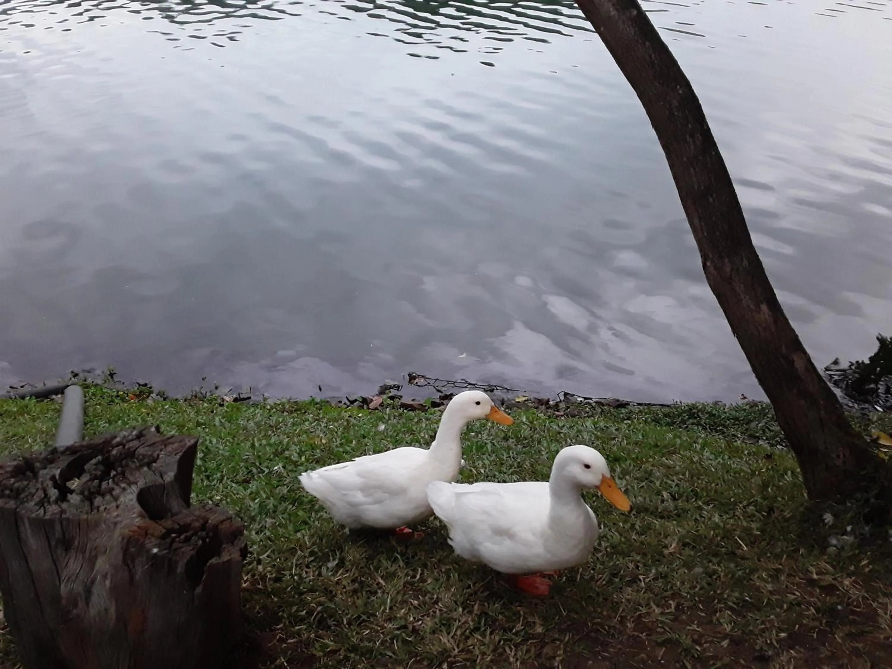 Nearby landmark in New Kandy Residence